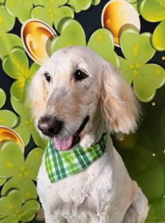 West Lafayette Dog Nail Trim