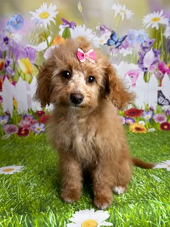 Gland Expression Brookston