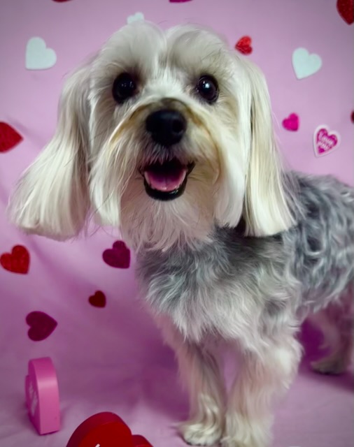 Brookston Full Dog Groom