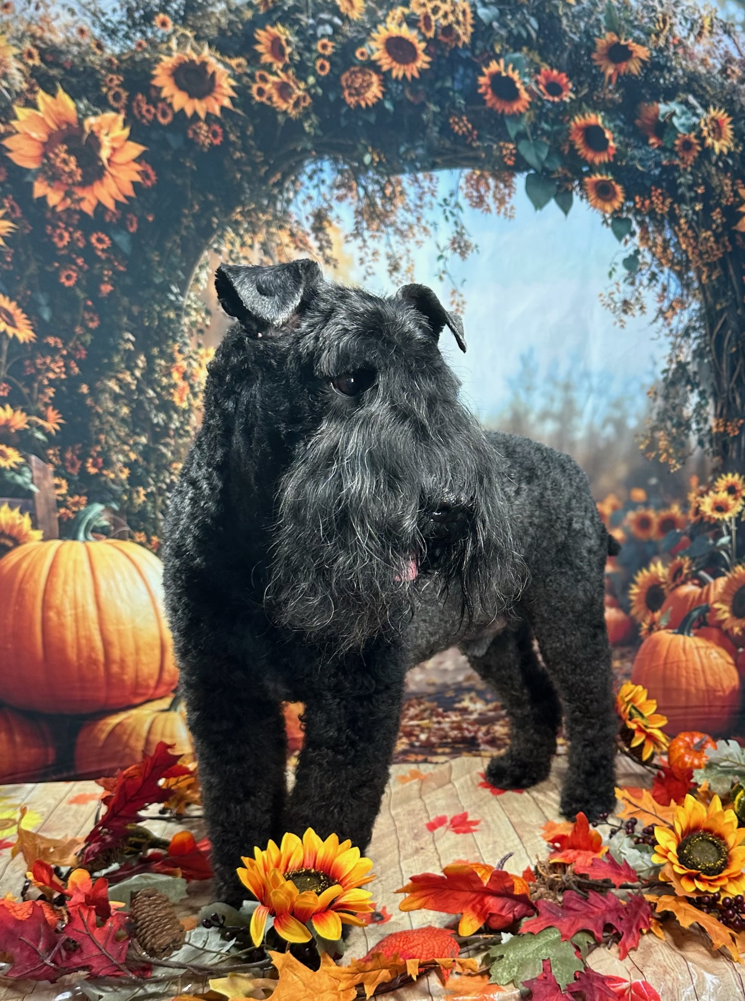 Paw Pad Trim Brookston