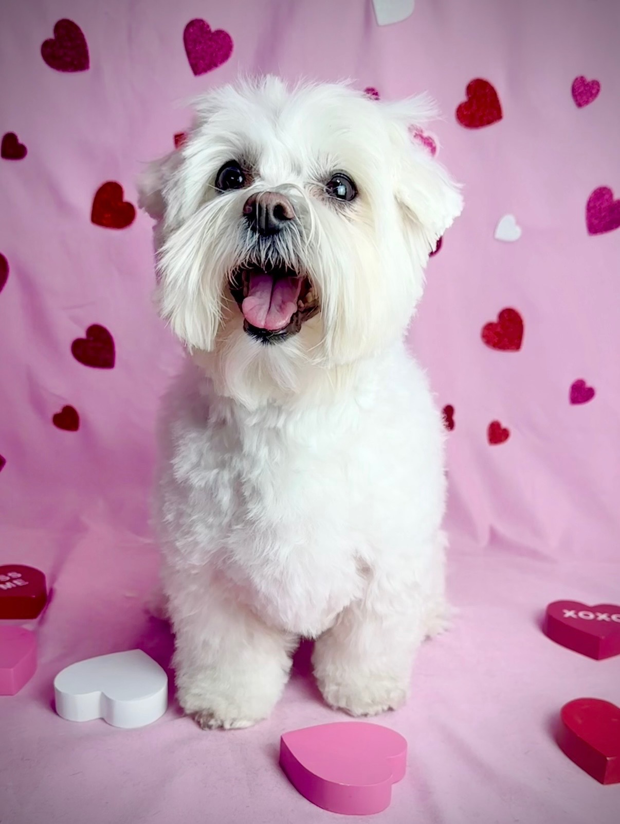 Dog Nail Trim Brookston