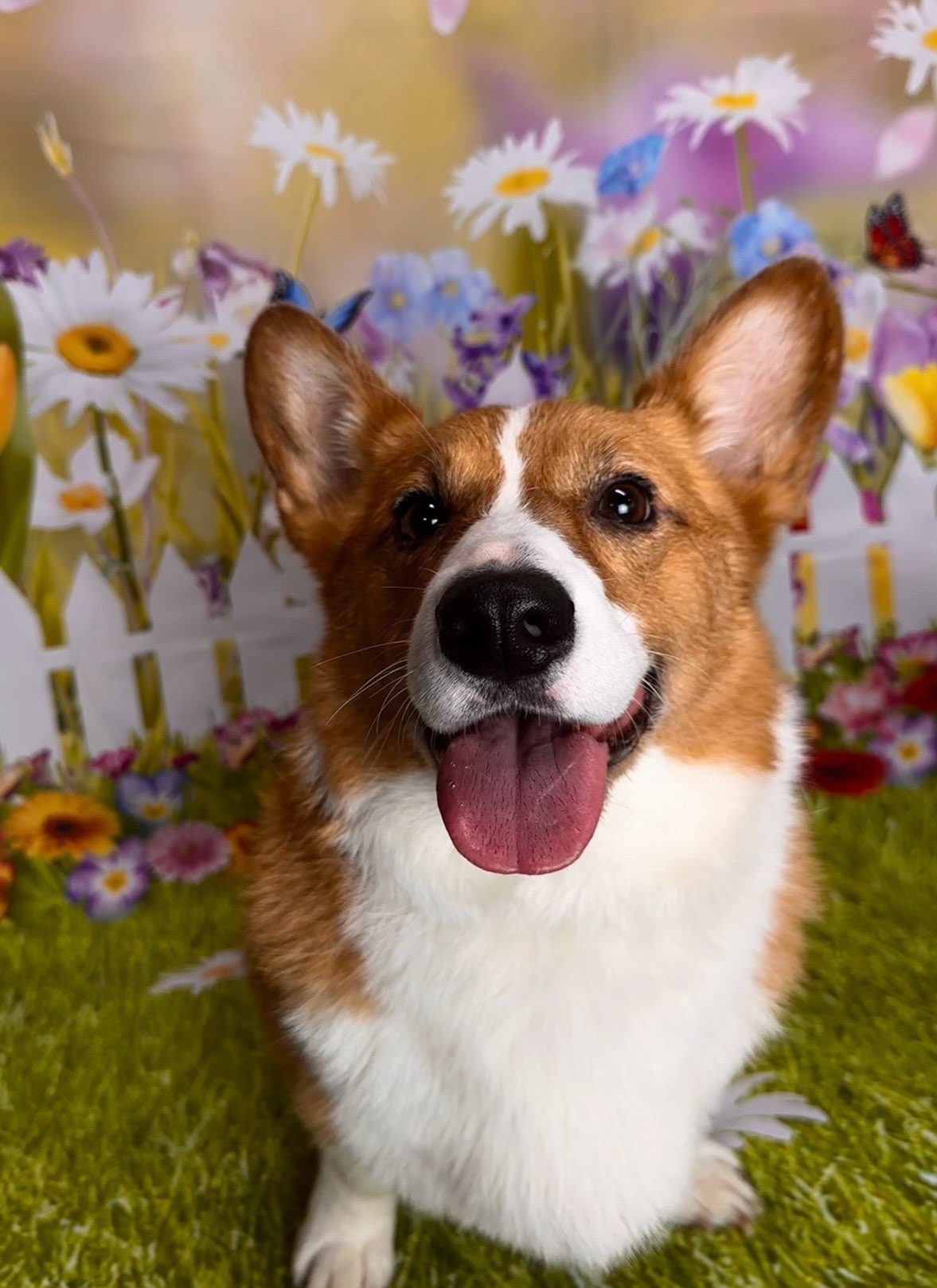 Full Dog Groom Brookston