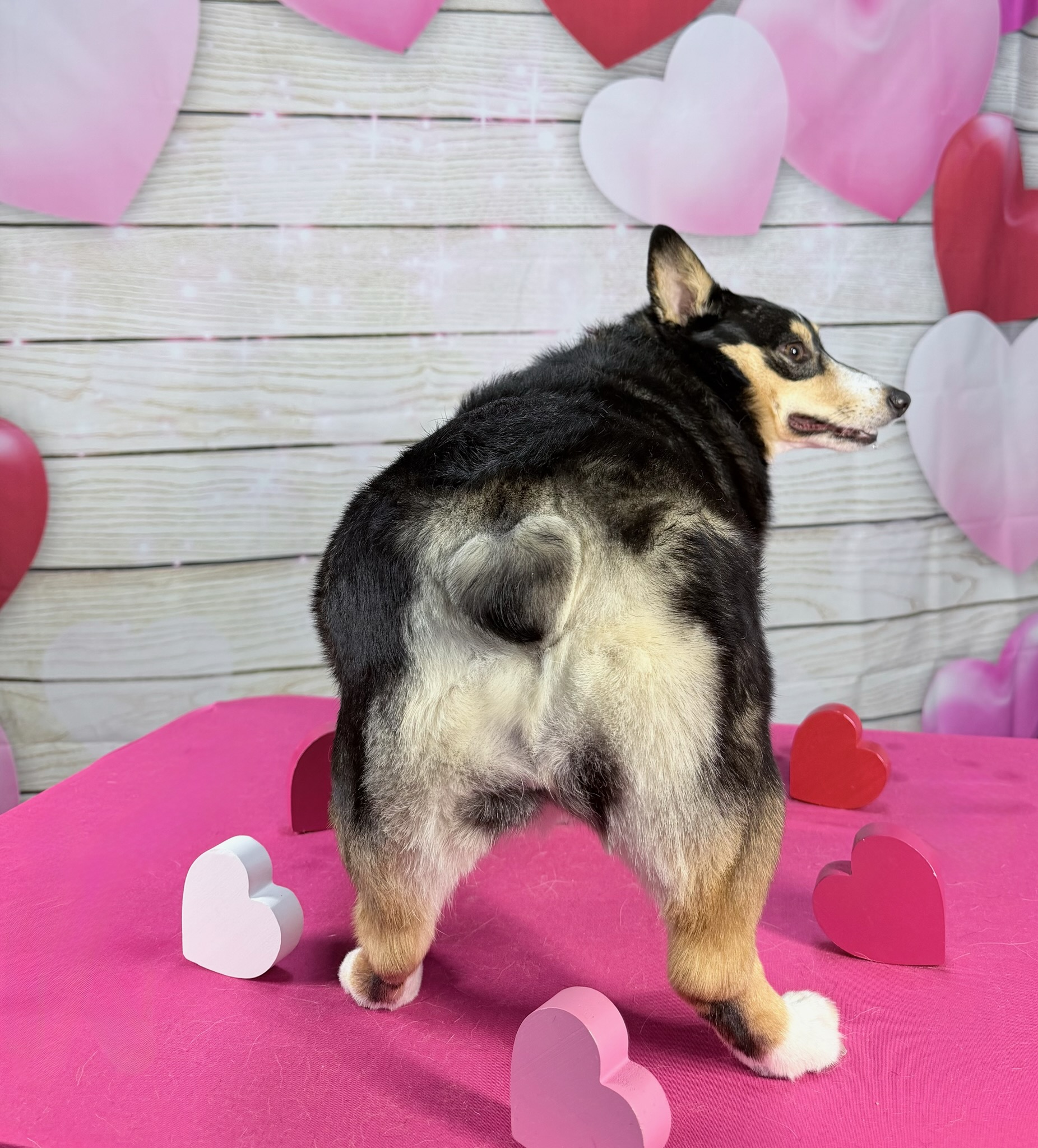 Dog Ear Cleaning Brookston