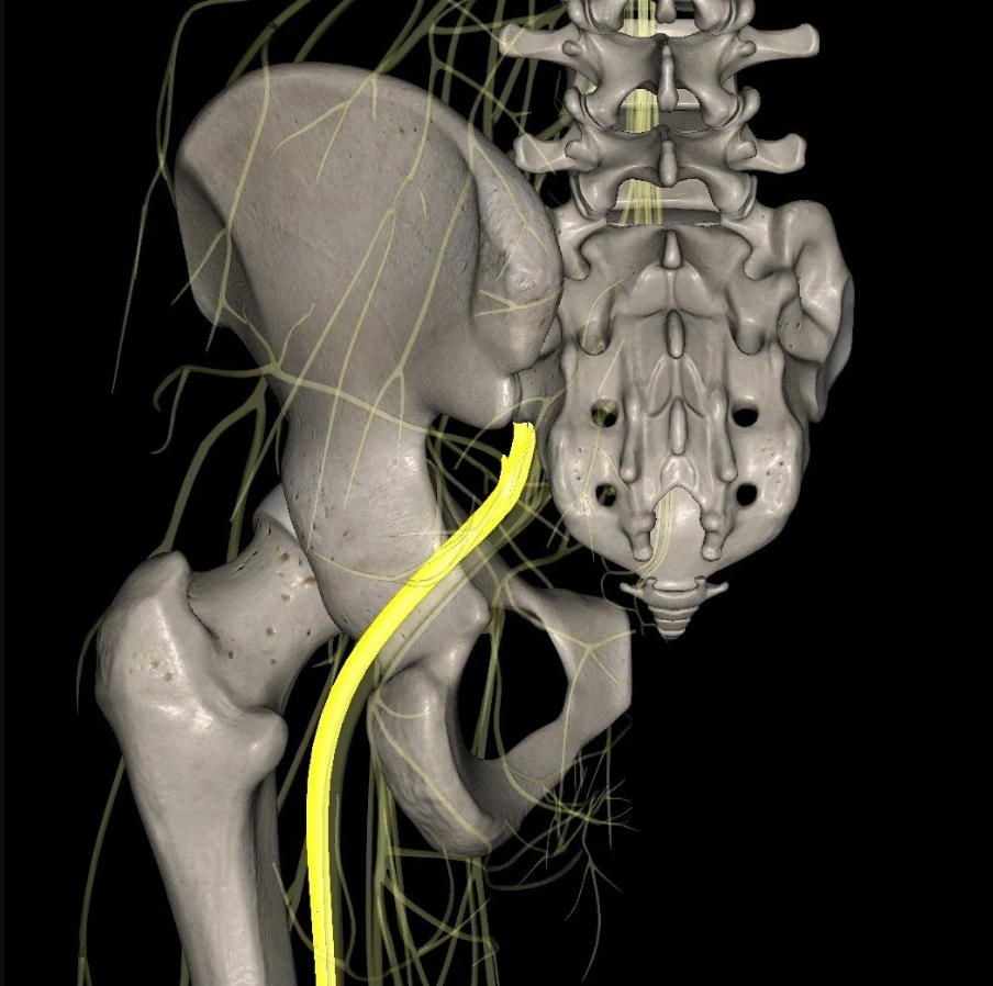 The sciatic nerve is one of the biggest nerves The sciatic nerve is one of the biggest nerves