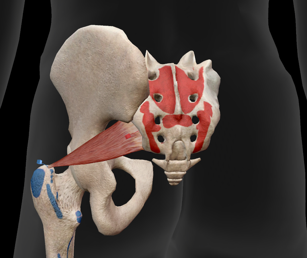 The piriformis small but powerful muscle deep in the buttock The piriformis small but powerful muscle deep in the buttock