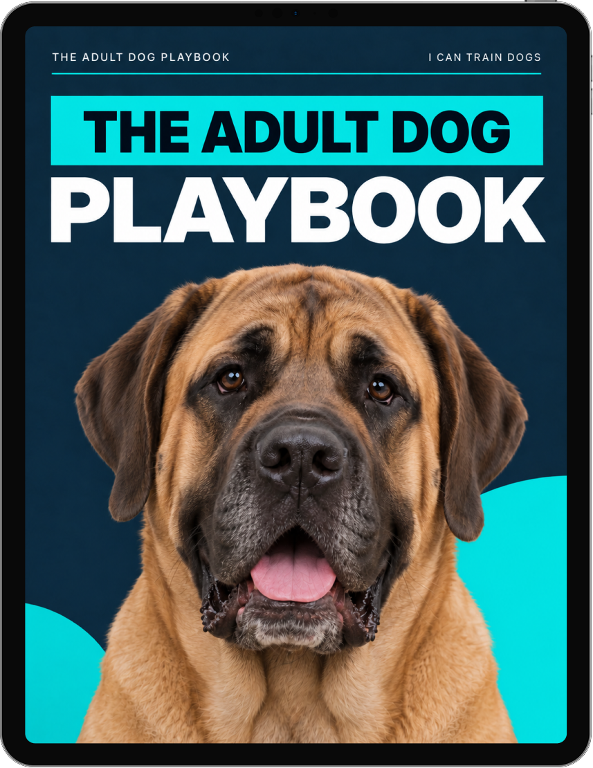 The Adult Dog Playbook