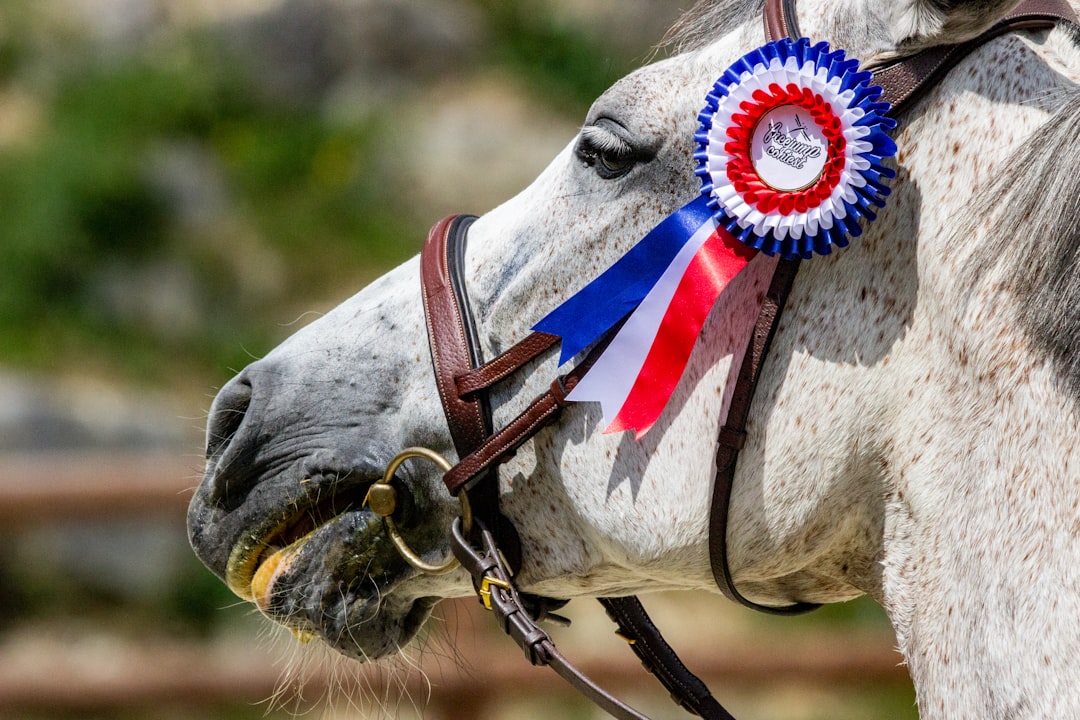 Horse’s head with winning ribbon on bridle, symbolizing continued support and performance enhancement