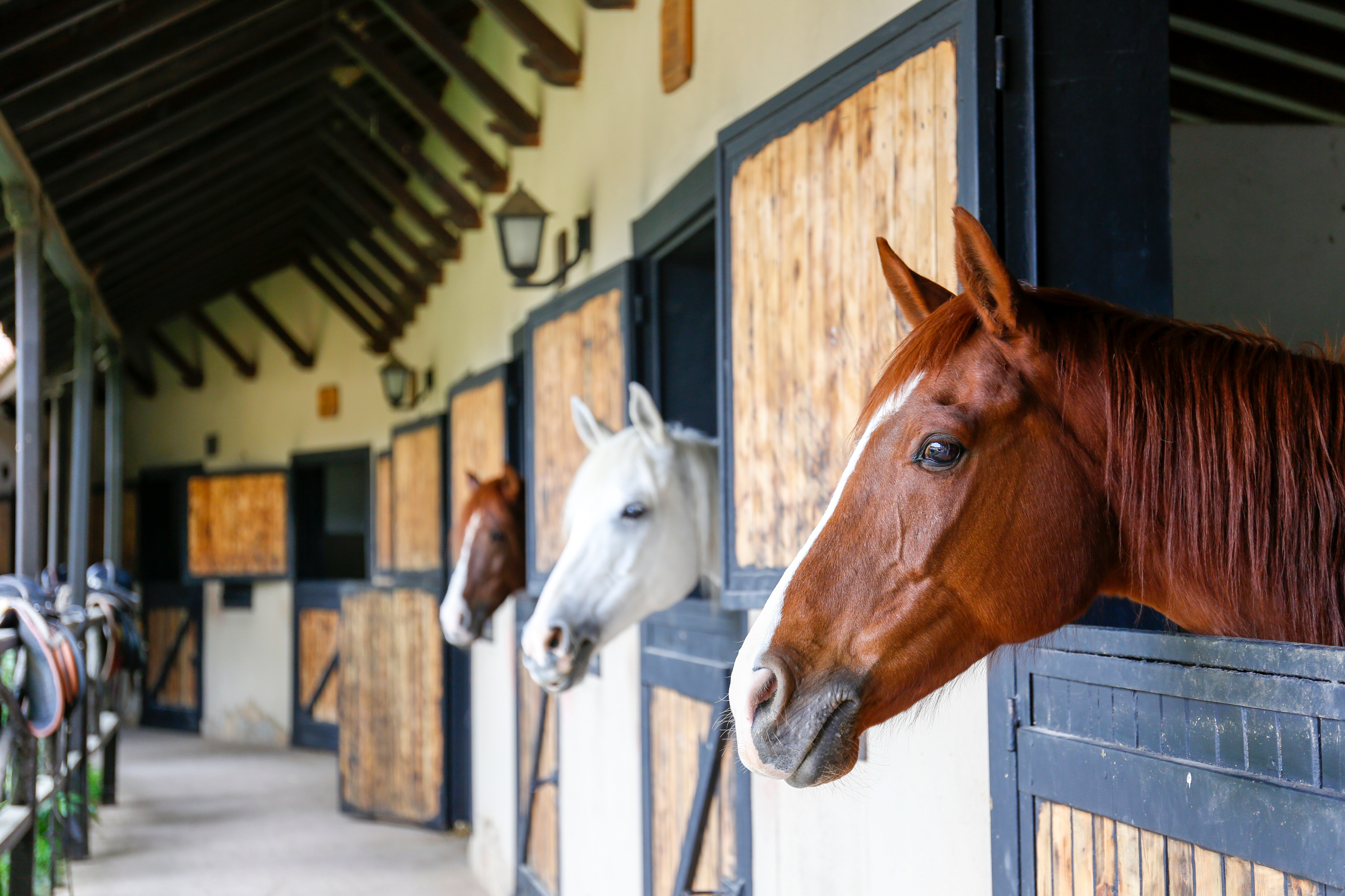 Three horses in profile with heads over stall doors, representing stable dynamics and collective care