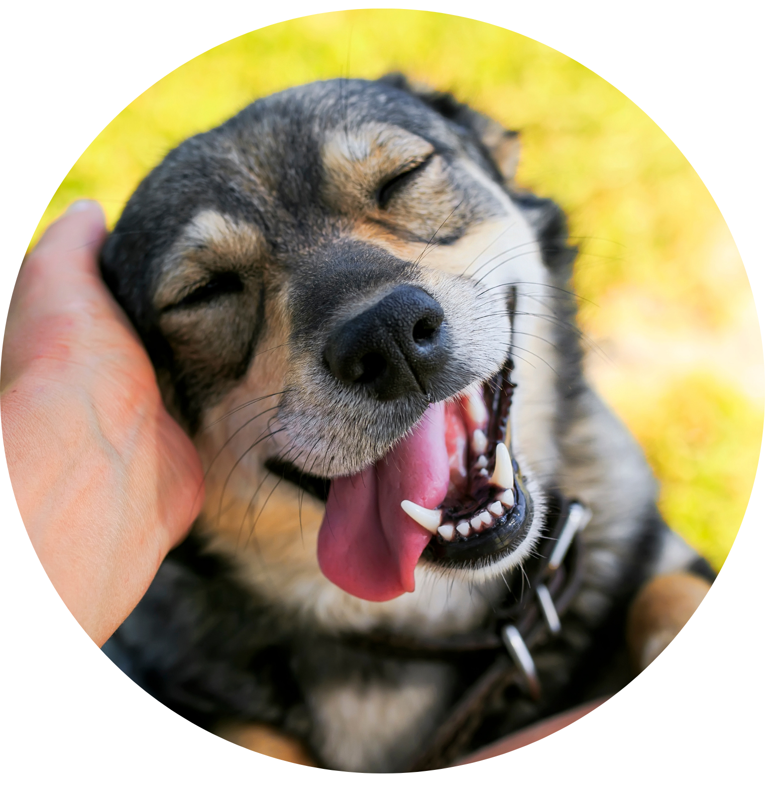 Happy dog with tongue out and human hand gently cupping its face, representing healing through intuitive translation