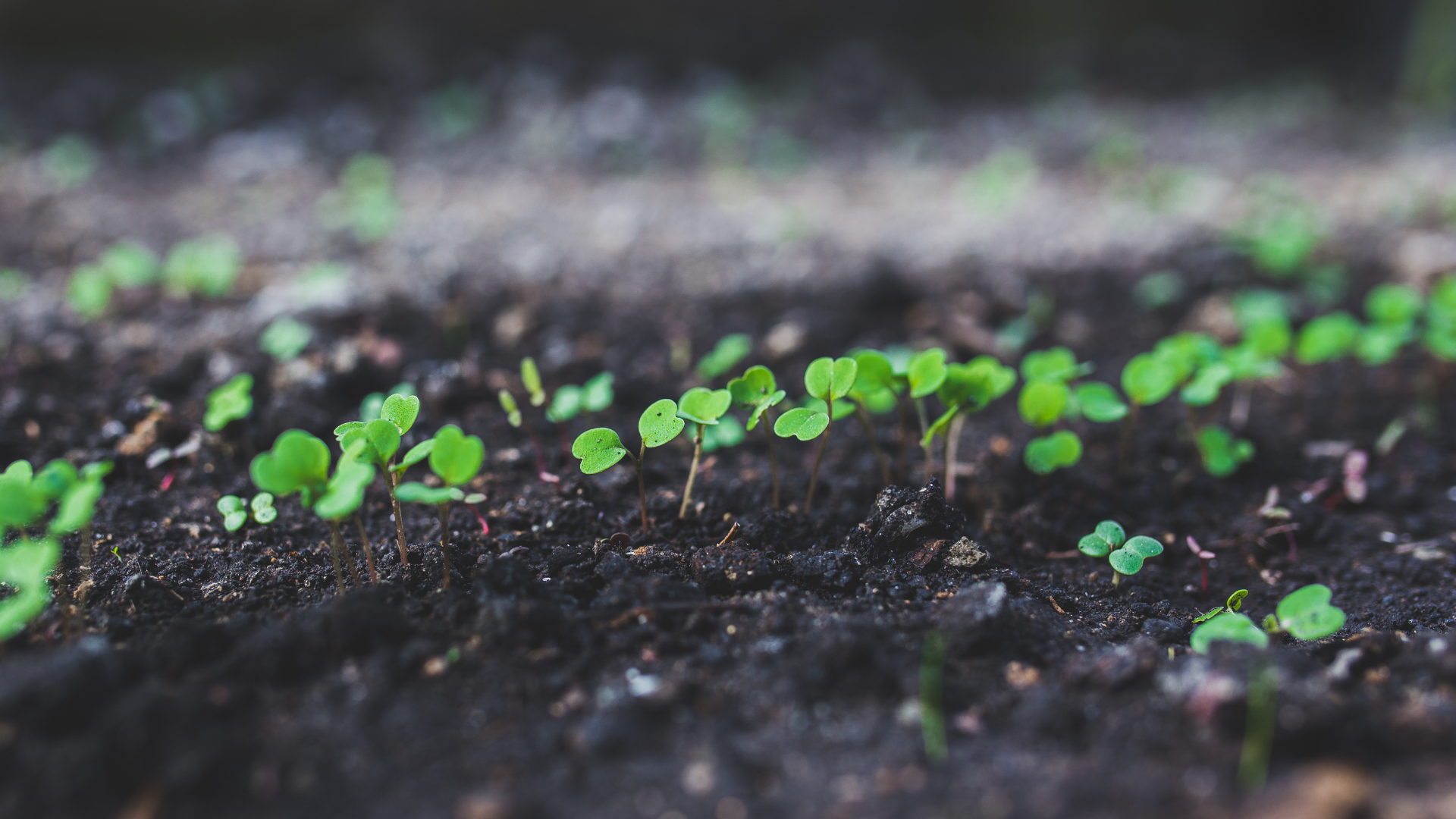 Planting & Seeding in Southington