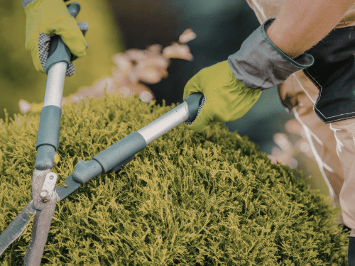 Cheshire Planting & Seeding