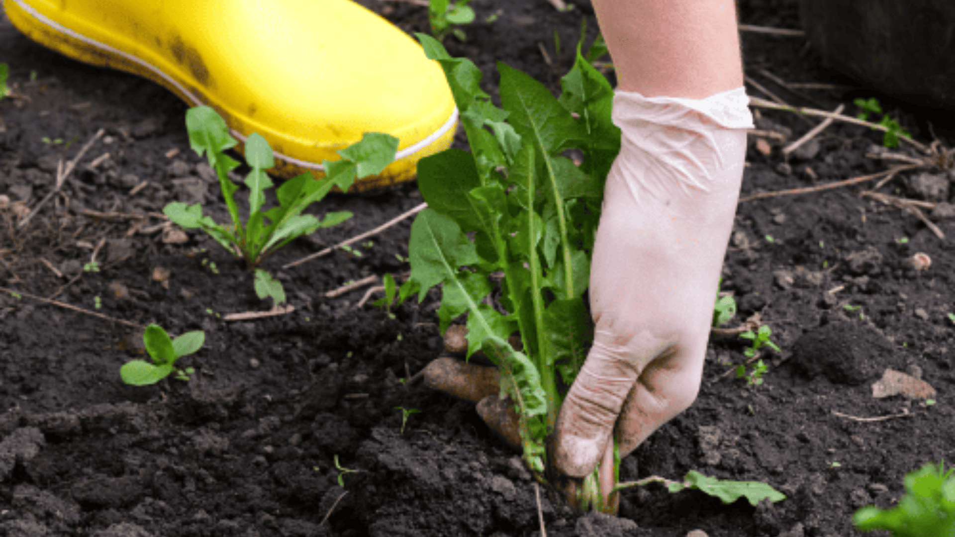 Planting & Seeding Southington