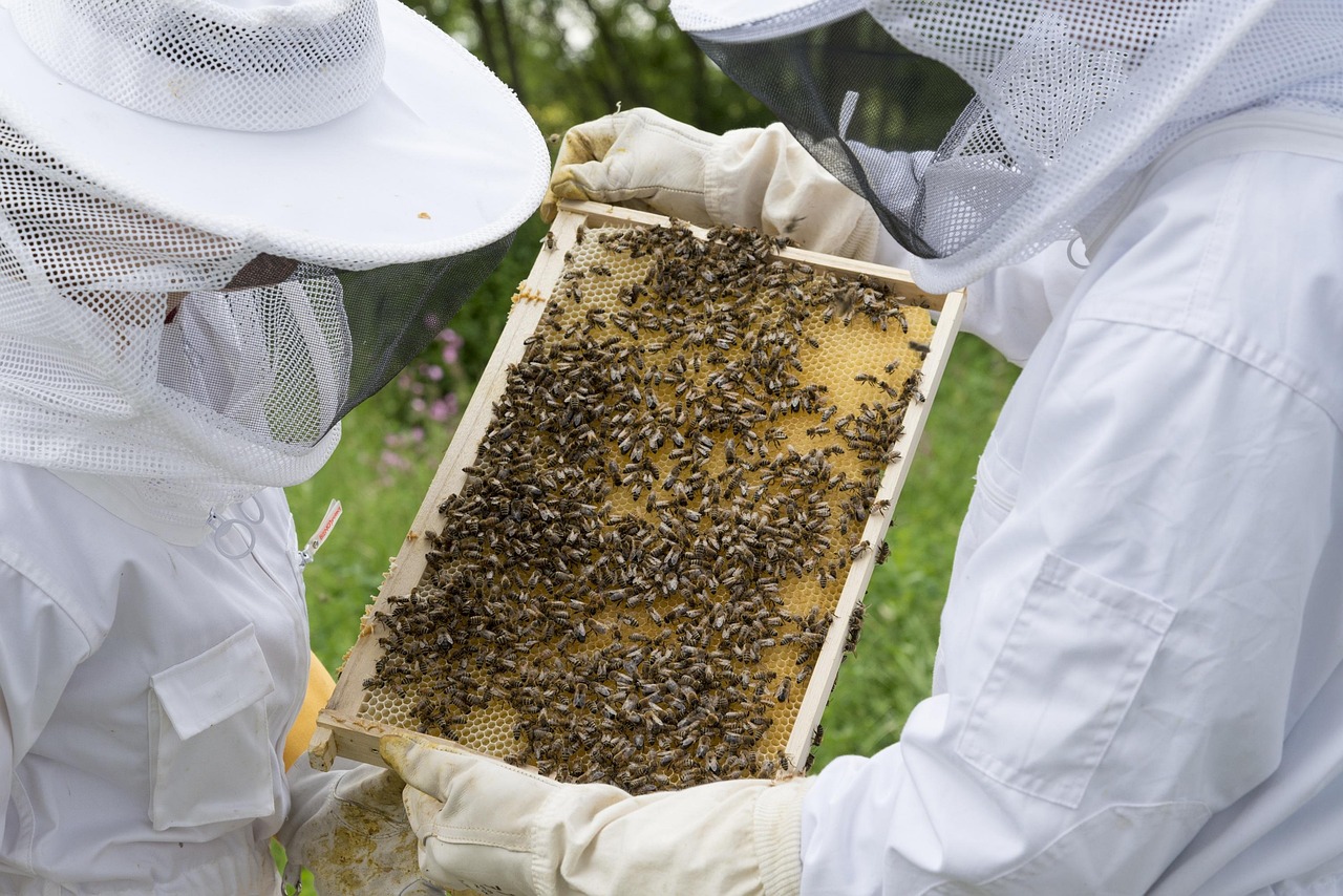 Beekeepers inspecting a bee frame for relocation