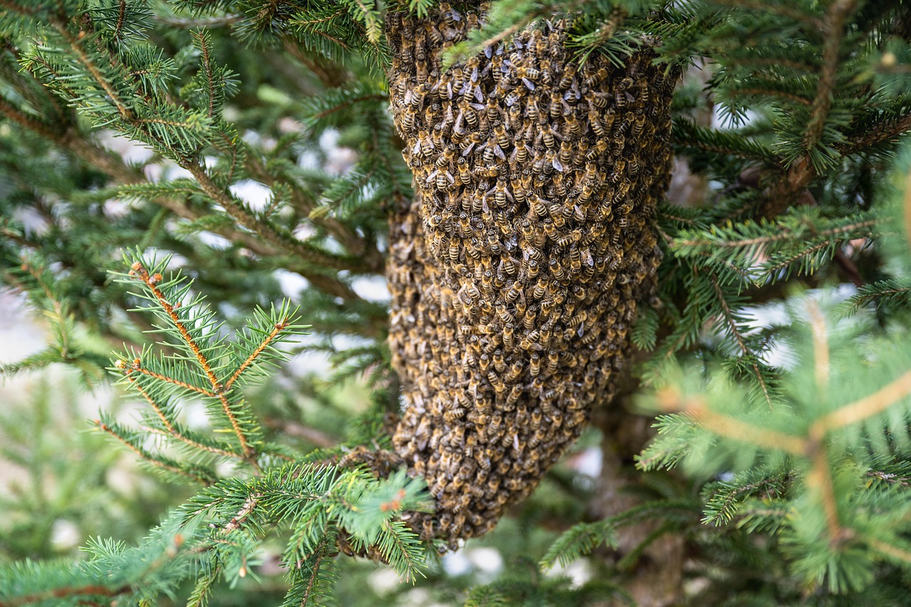 Bee swarm hanging in a tree in Limpopo