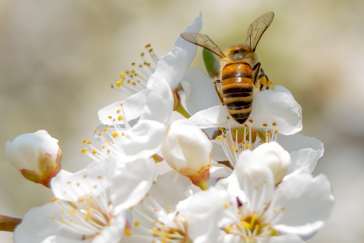 Commercial pollination services in Limpopo