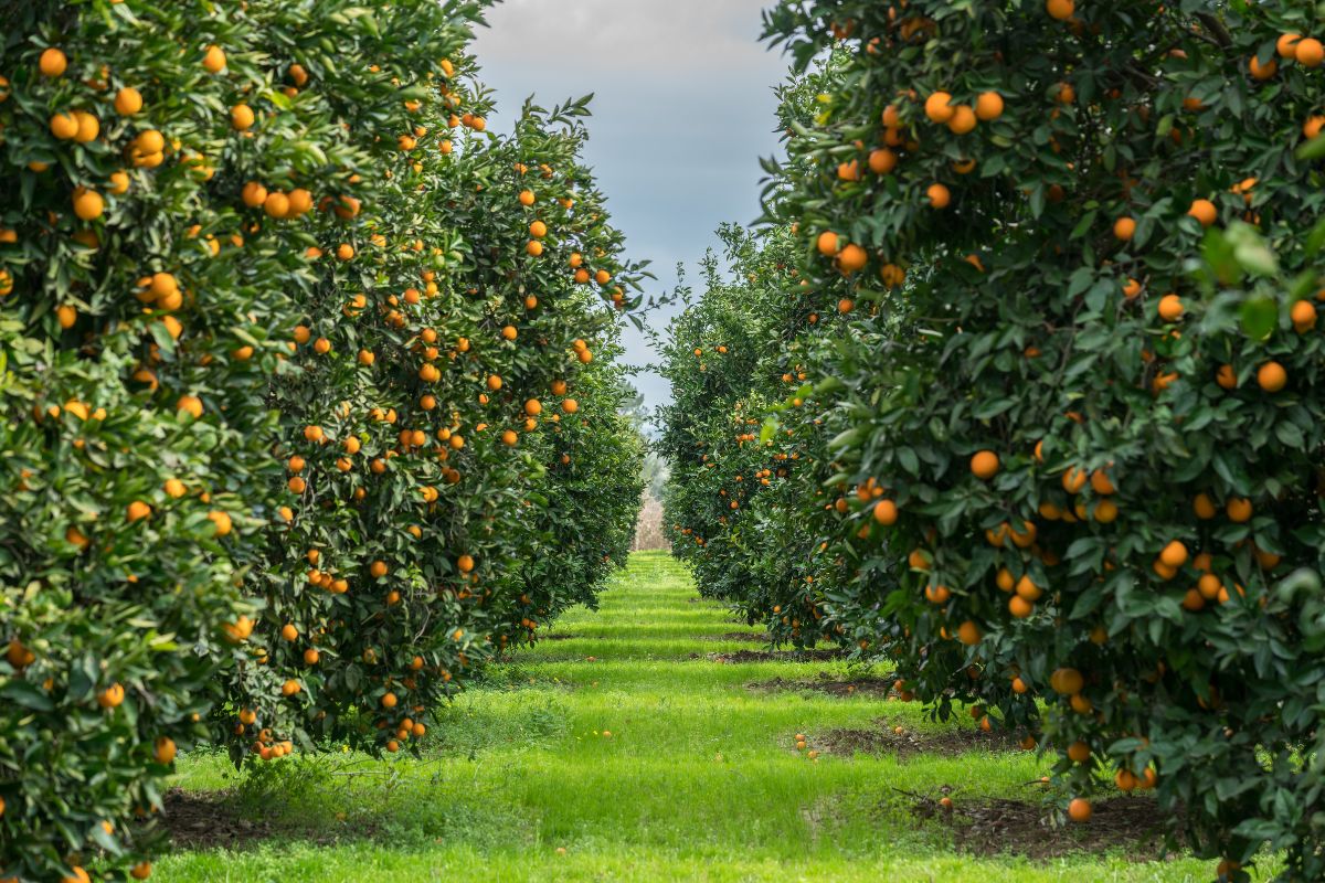 Citrus orchard bloom and managed hive placement