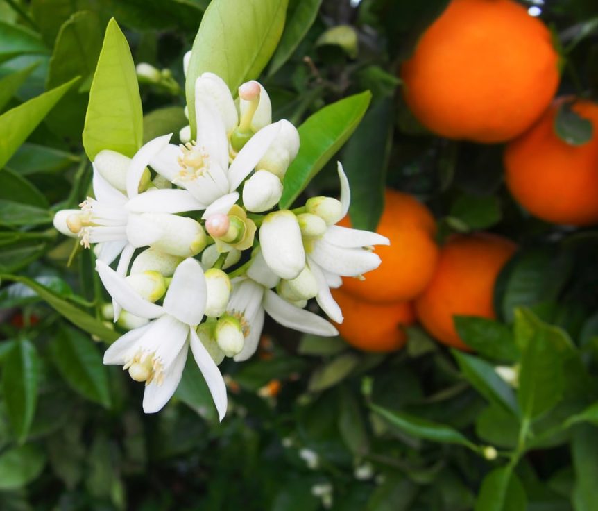 Orange blossom and citrus flowering for pollination planning