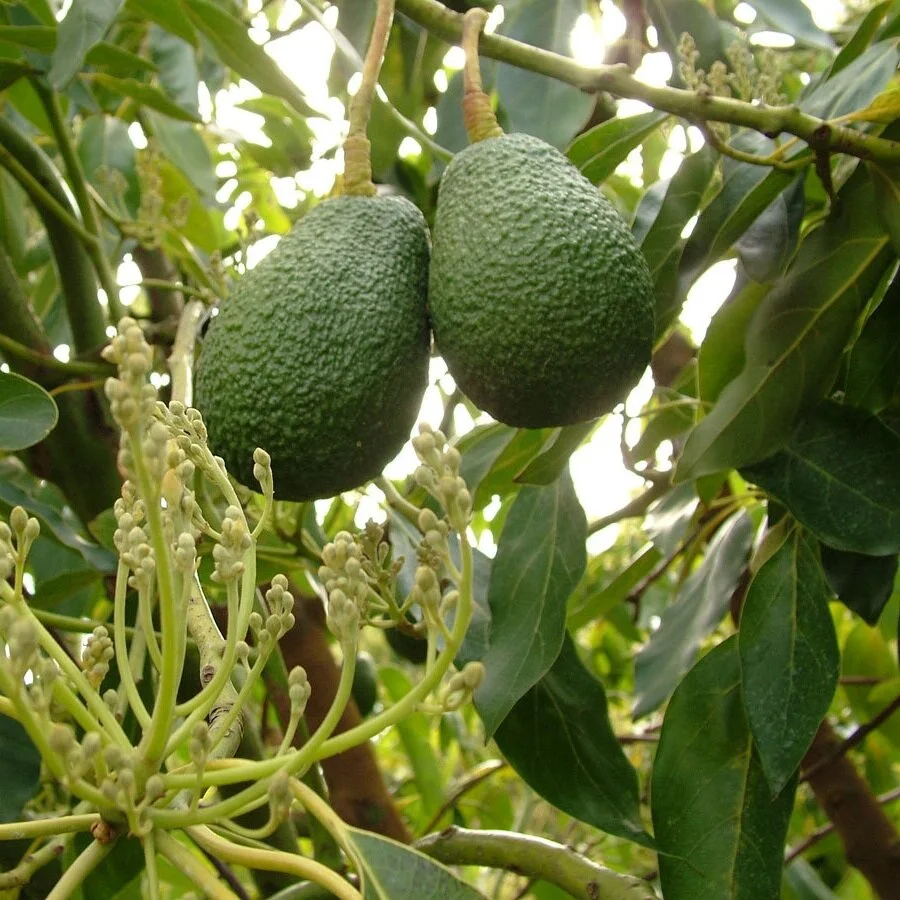 Avocado tree with fruit for hive placement planning