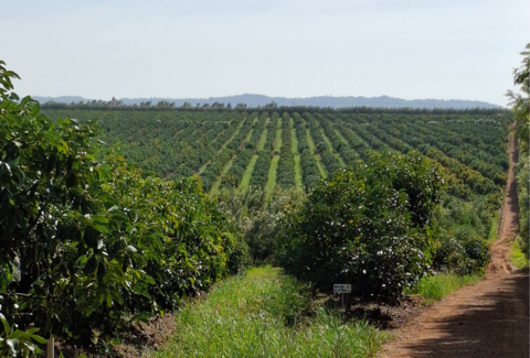 Avocado orchard pollination planning in Limpopo