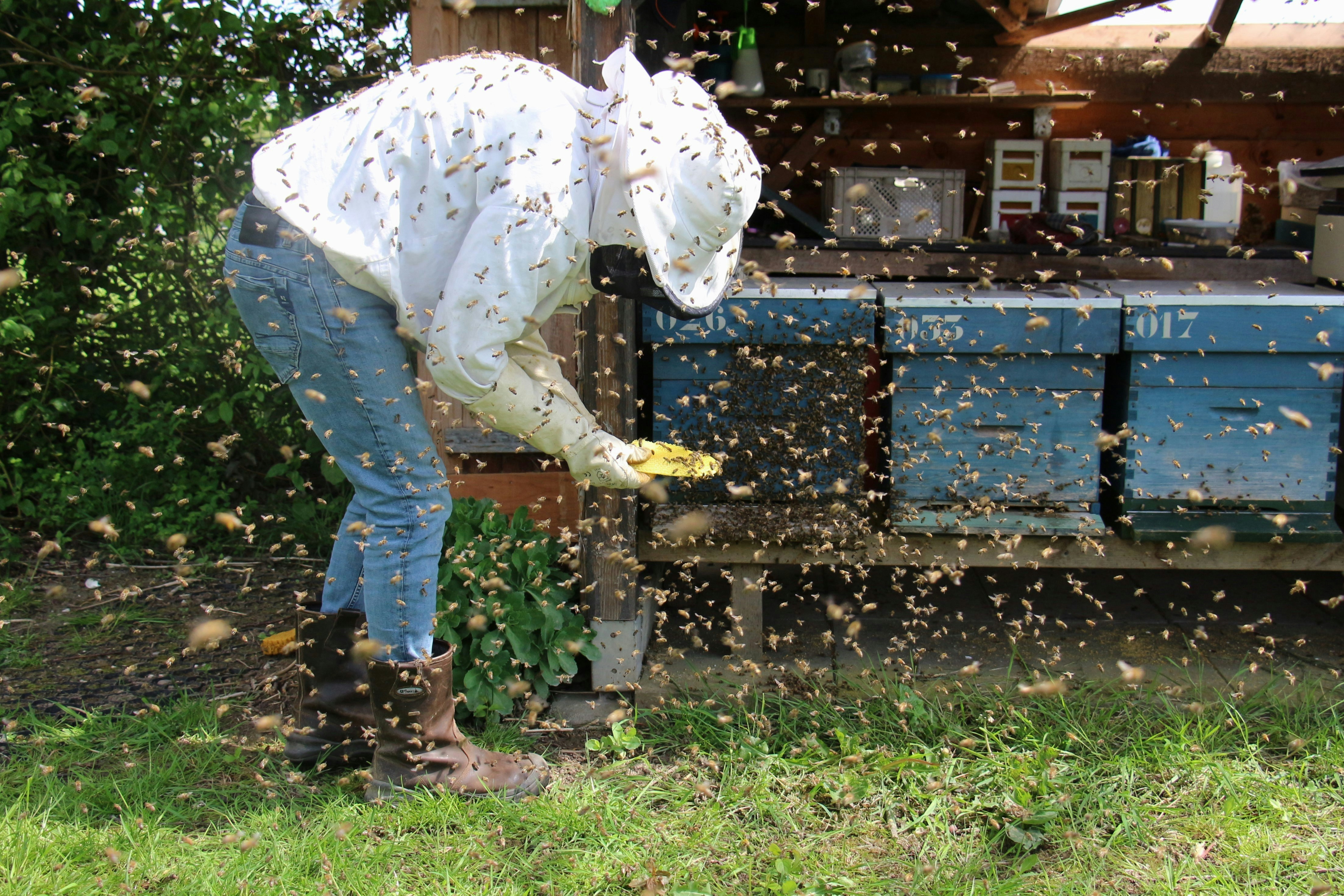 Bee removal and hive inspection in Limpopo