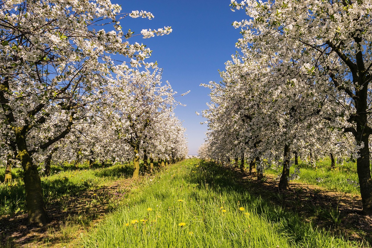 Bee hives for farm pollination services
