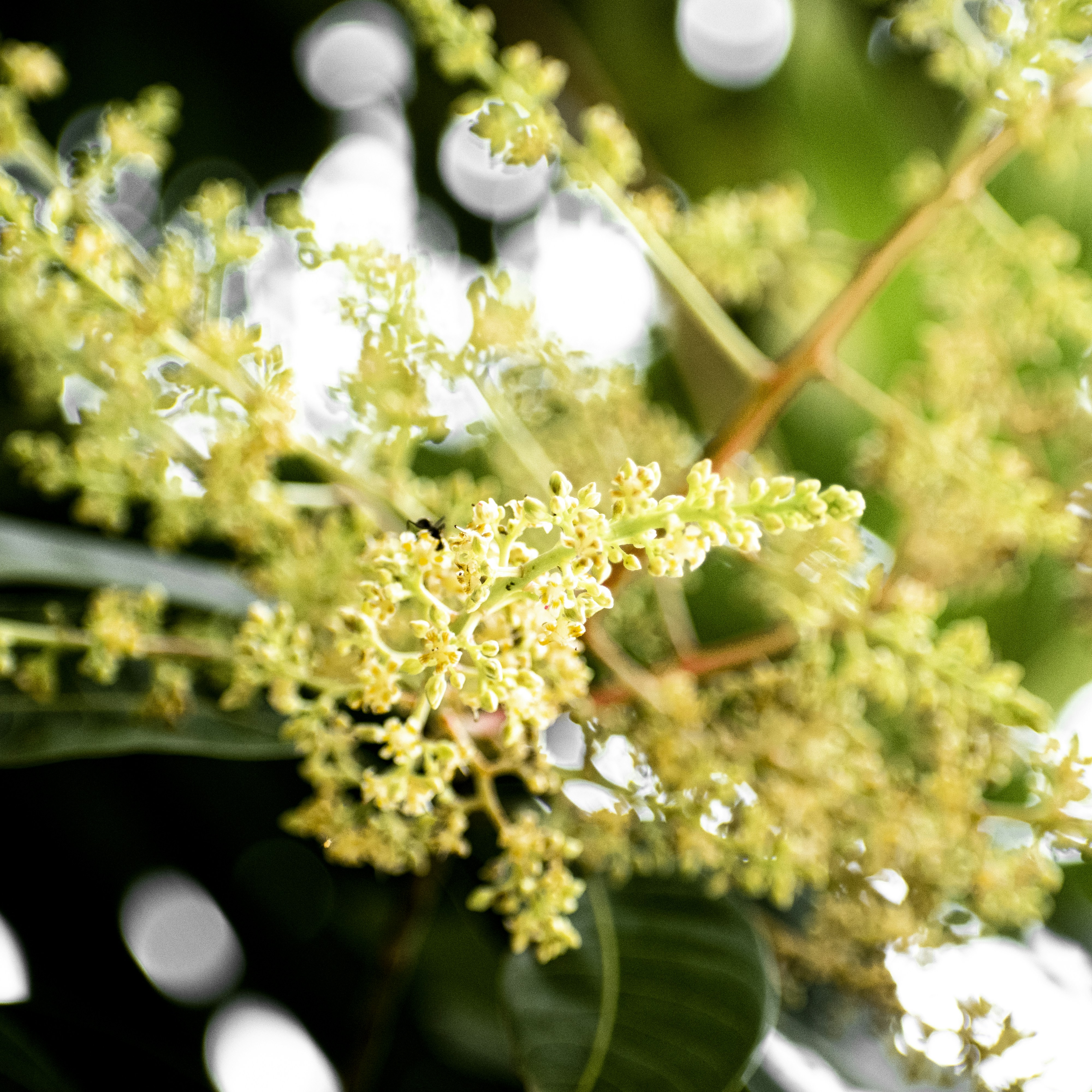 Avocado flowers during flowering season