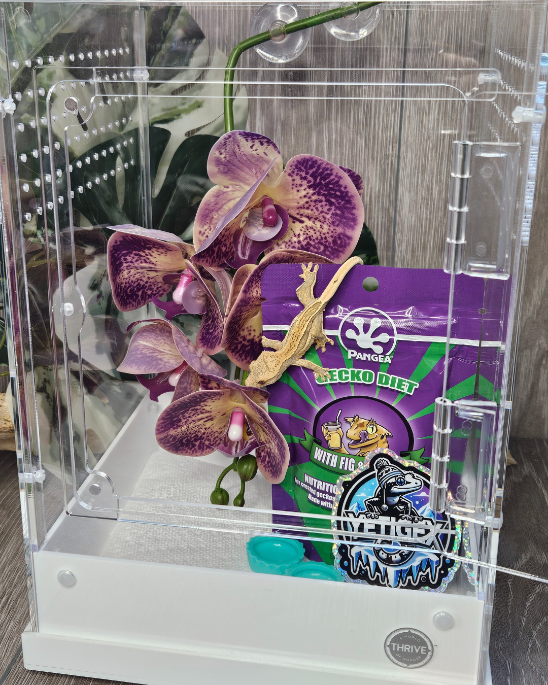 Young crested gecko Success Kit with enclosure, plant, dishes, and familiar food
