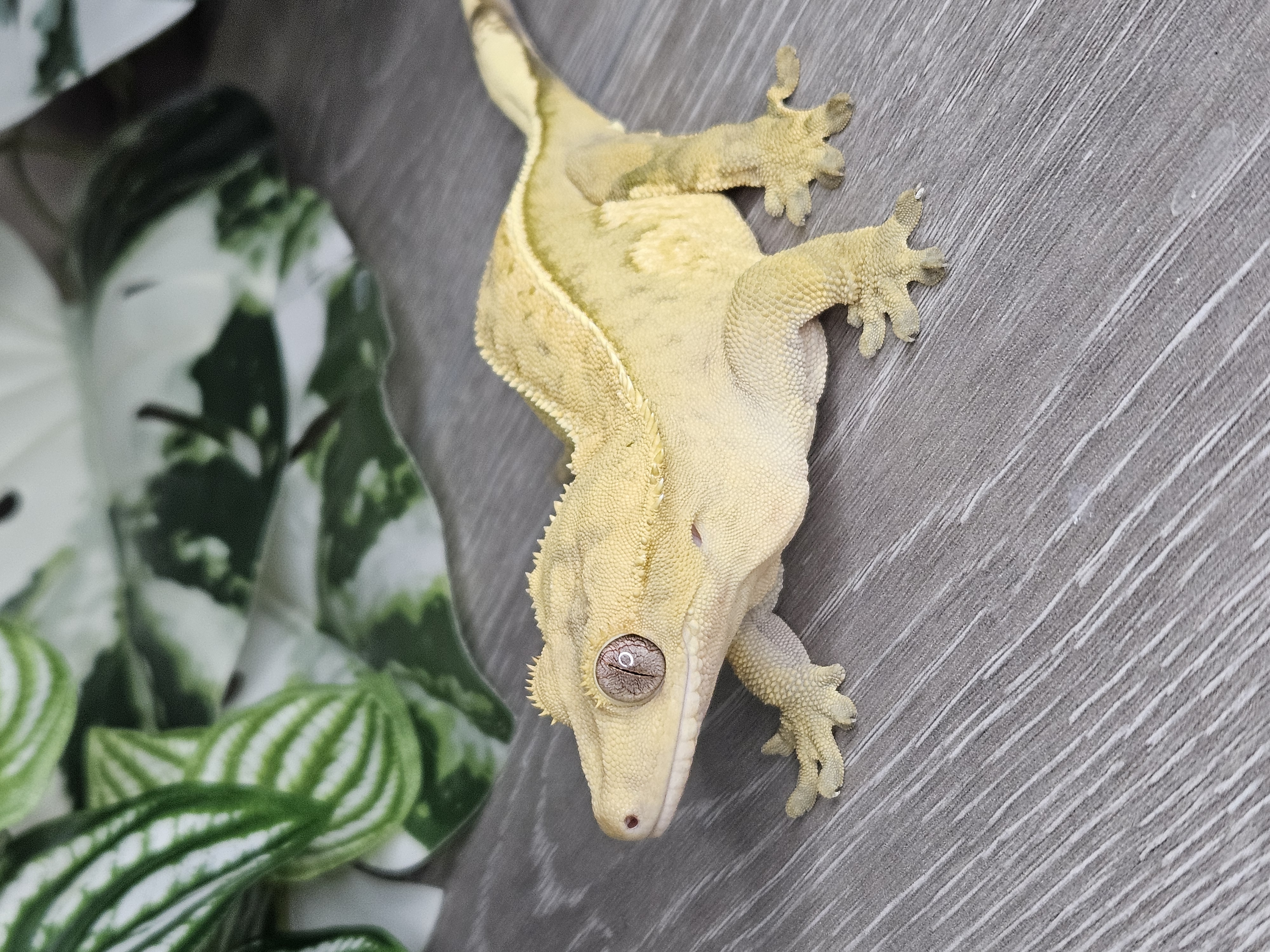 Gecko enclosure setup