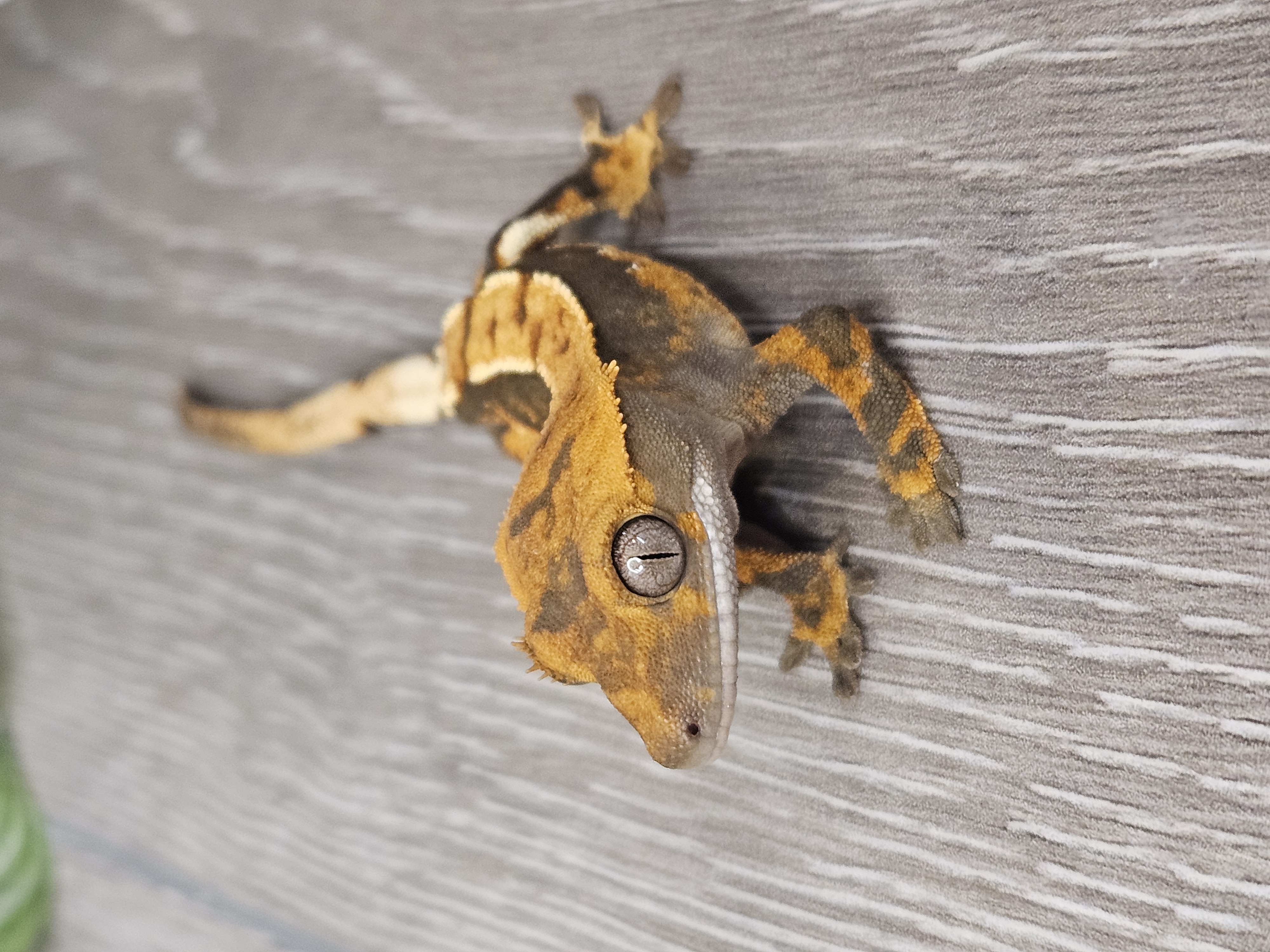 Healthy crested gecko from YetiGex