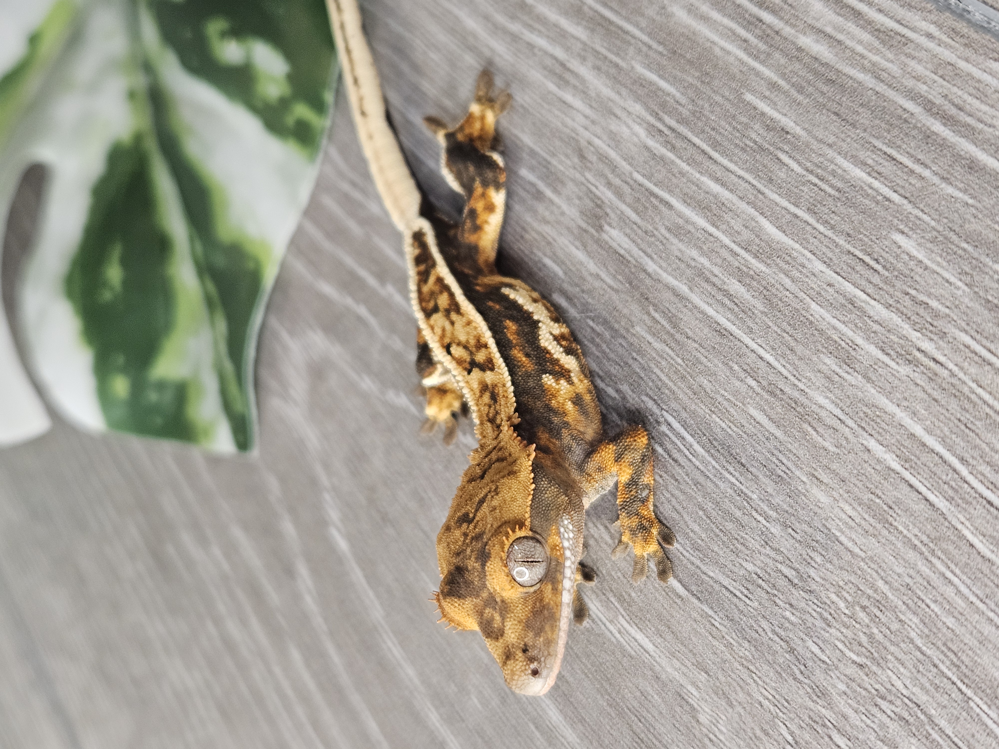 Beautiful YetiGex crested gecko