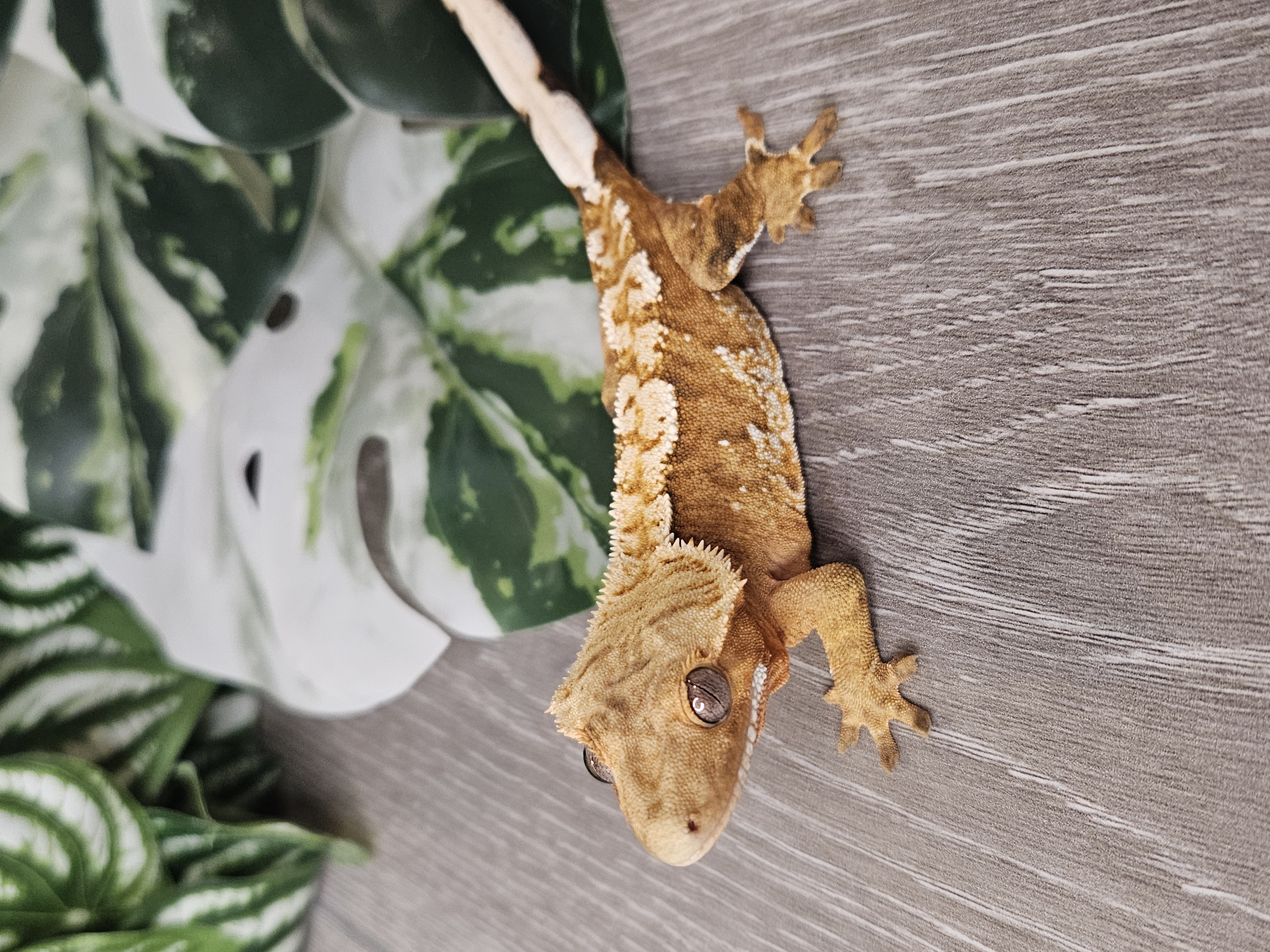 Healthy crested gecko from YetiGex