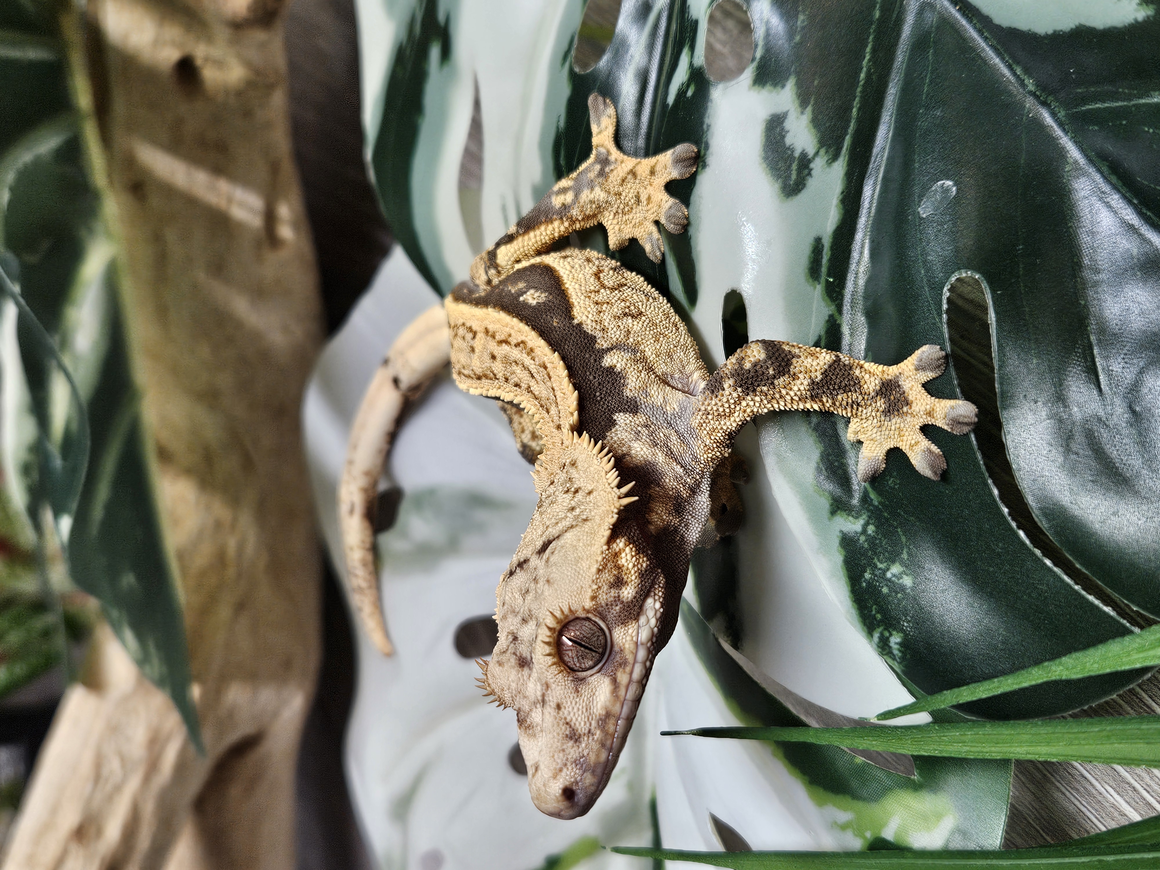 Healthy crested gecko from YetiGex