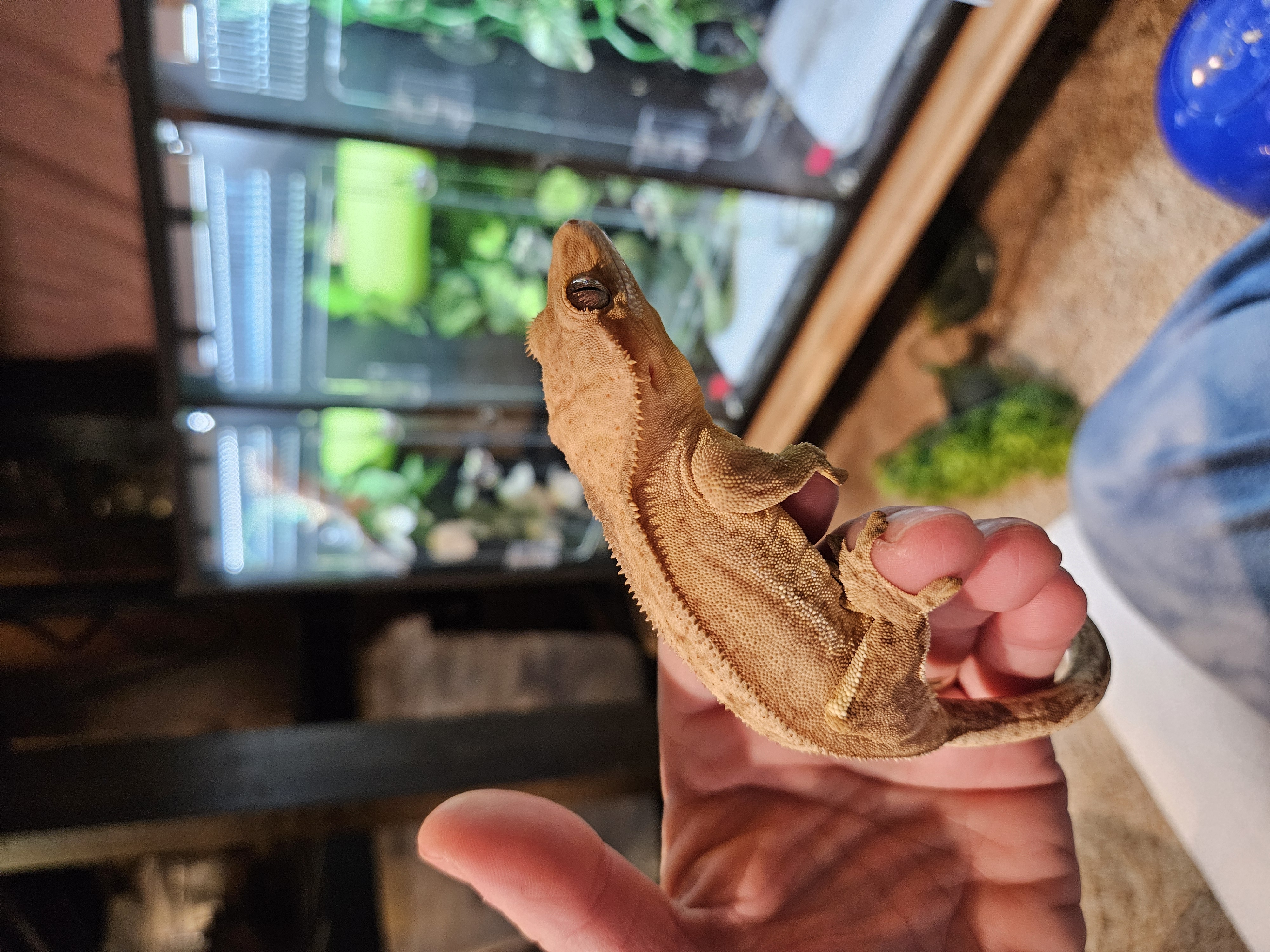 Simple adult gecko enclosure with fake plants