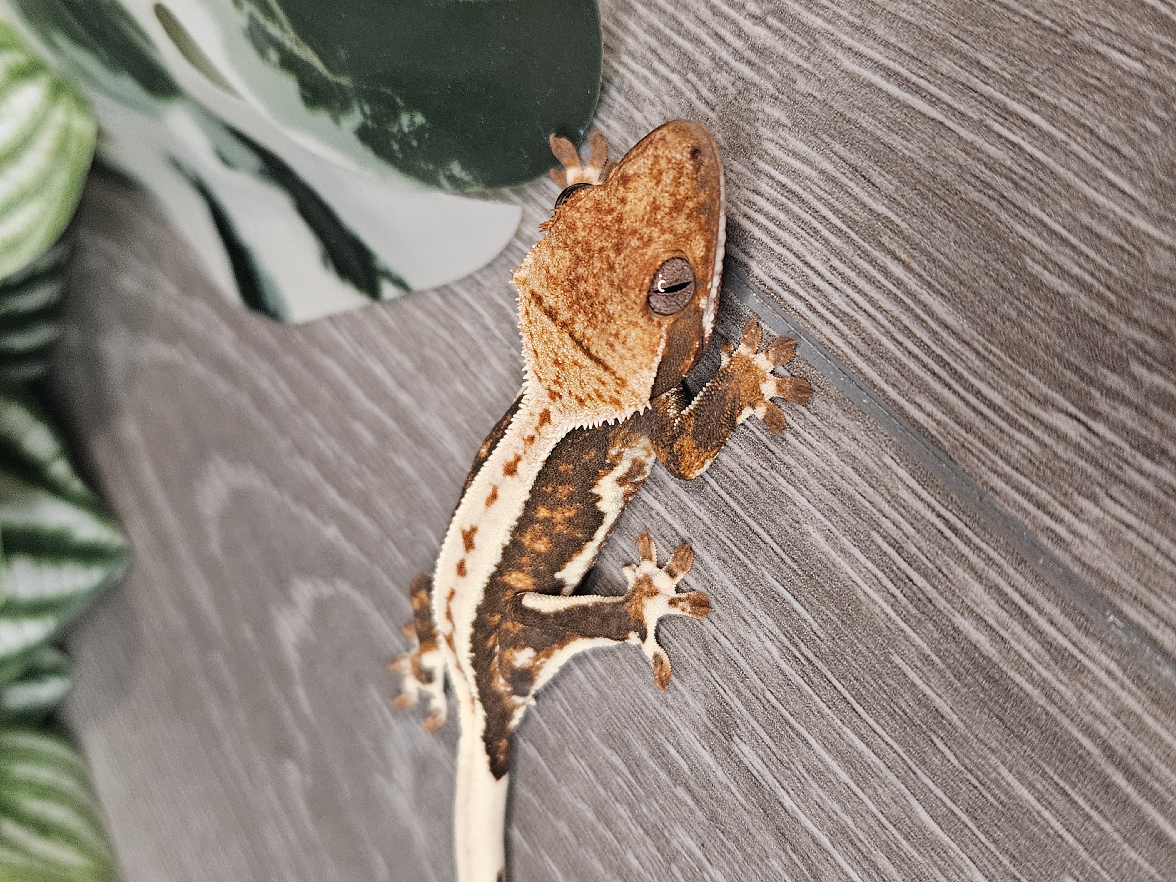 Crested gecko resting calmly