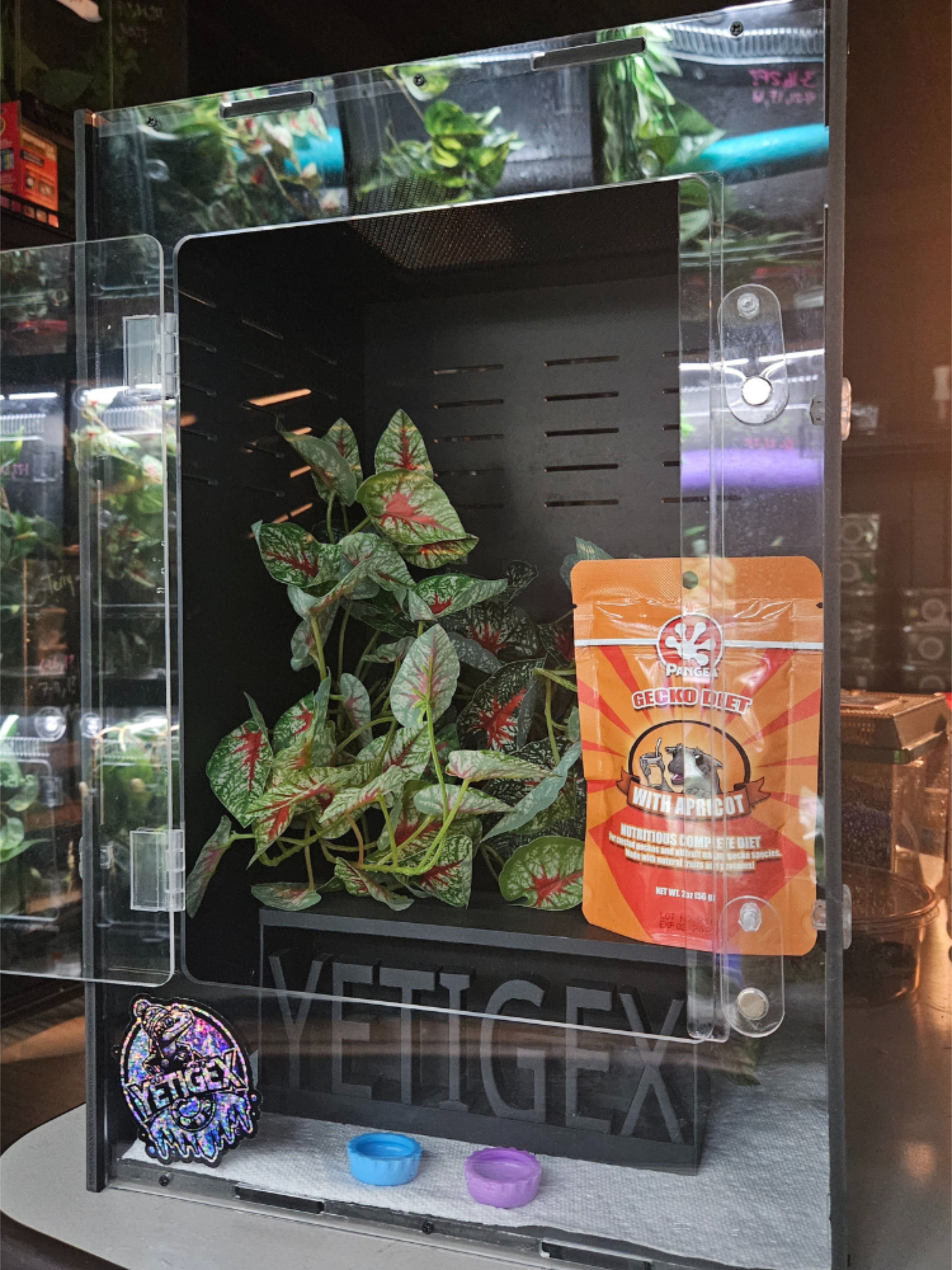 Adult crested gecko Success Kit with enclosure, plant, dishes, and familiar food