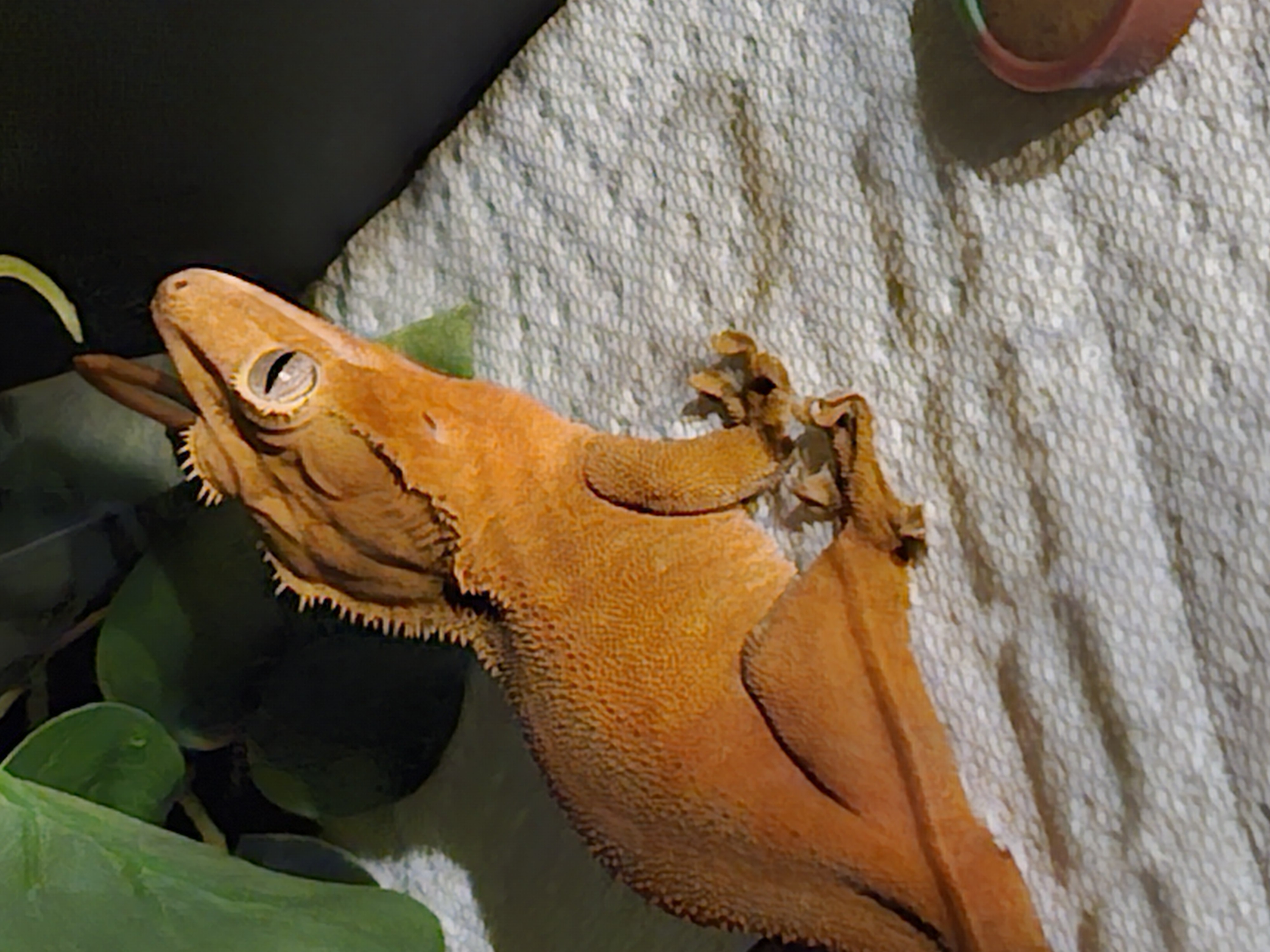 Crested gecko in a simple paper towel monitoring enclosure