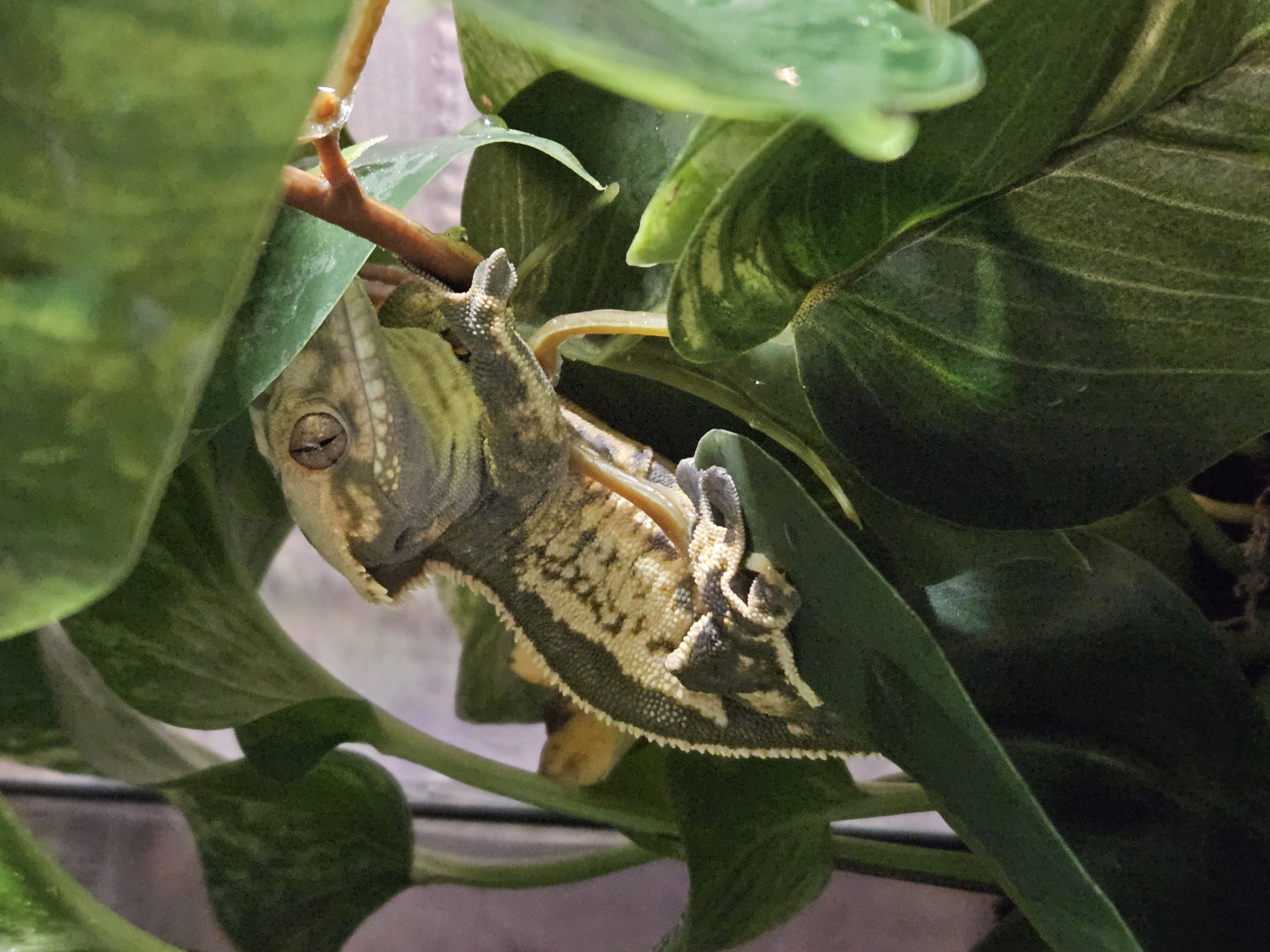 Crested gecko peeking from leafy cover in a vertical enclosure