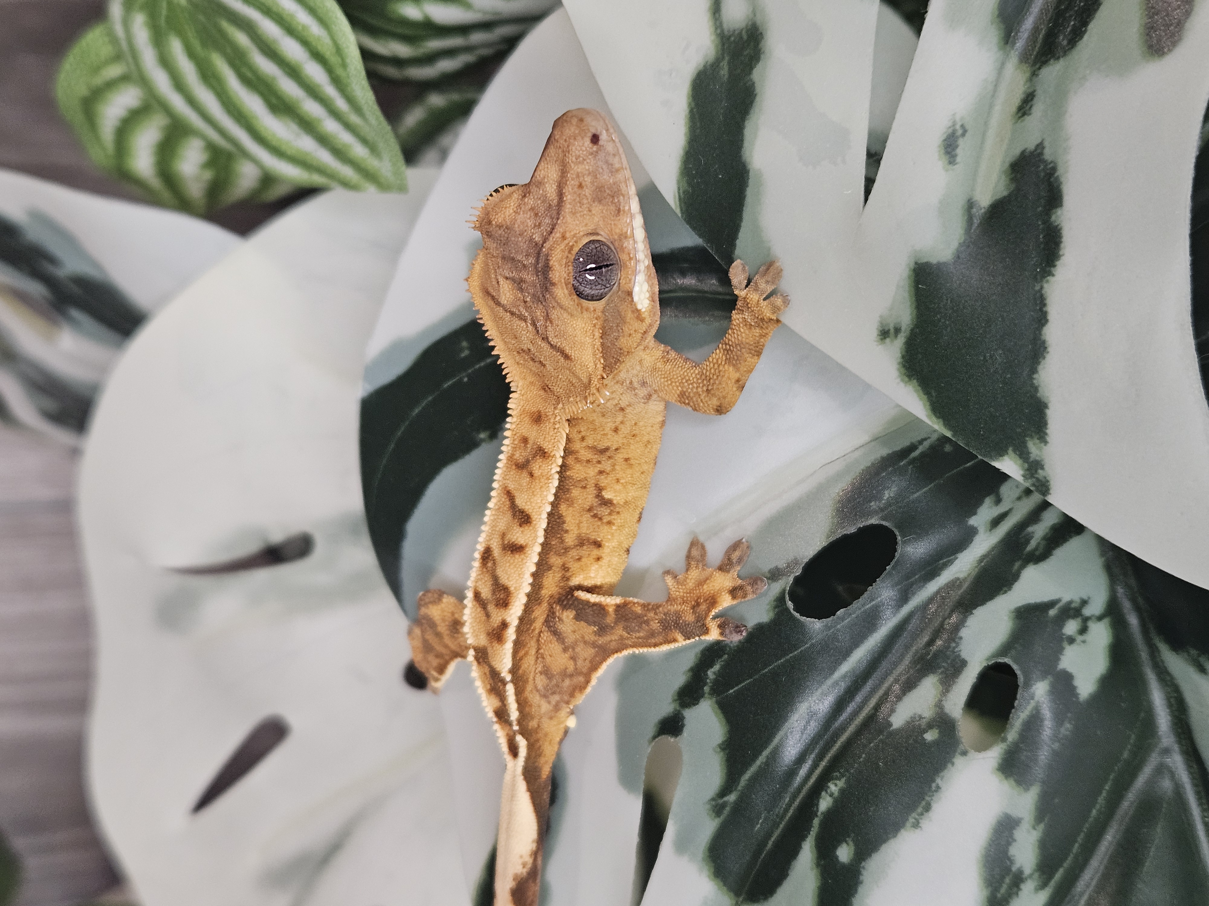 Young crested gecko resting comfortably in a planted enclosure