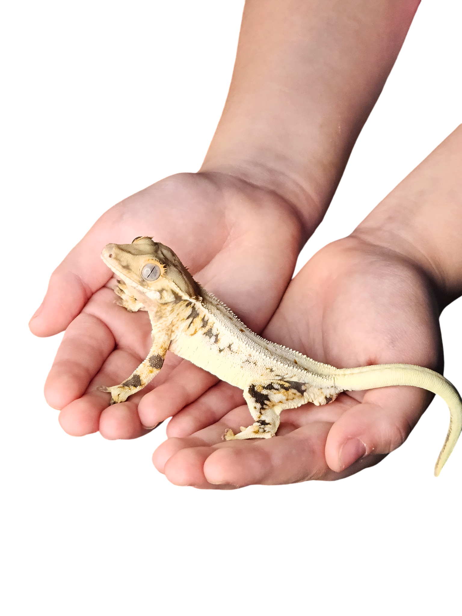 Crested gecko being gently held