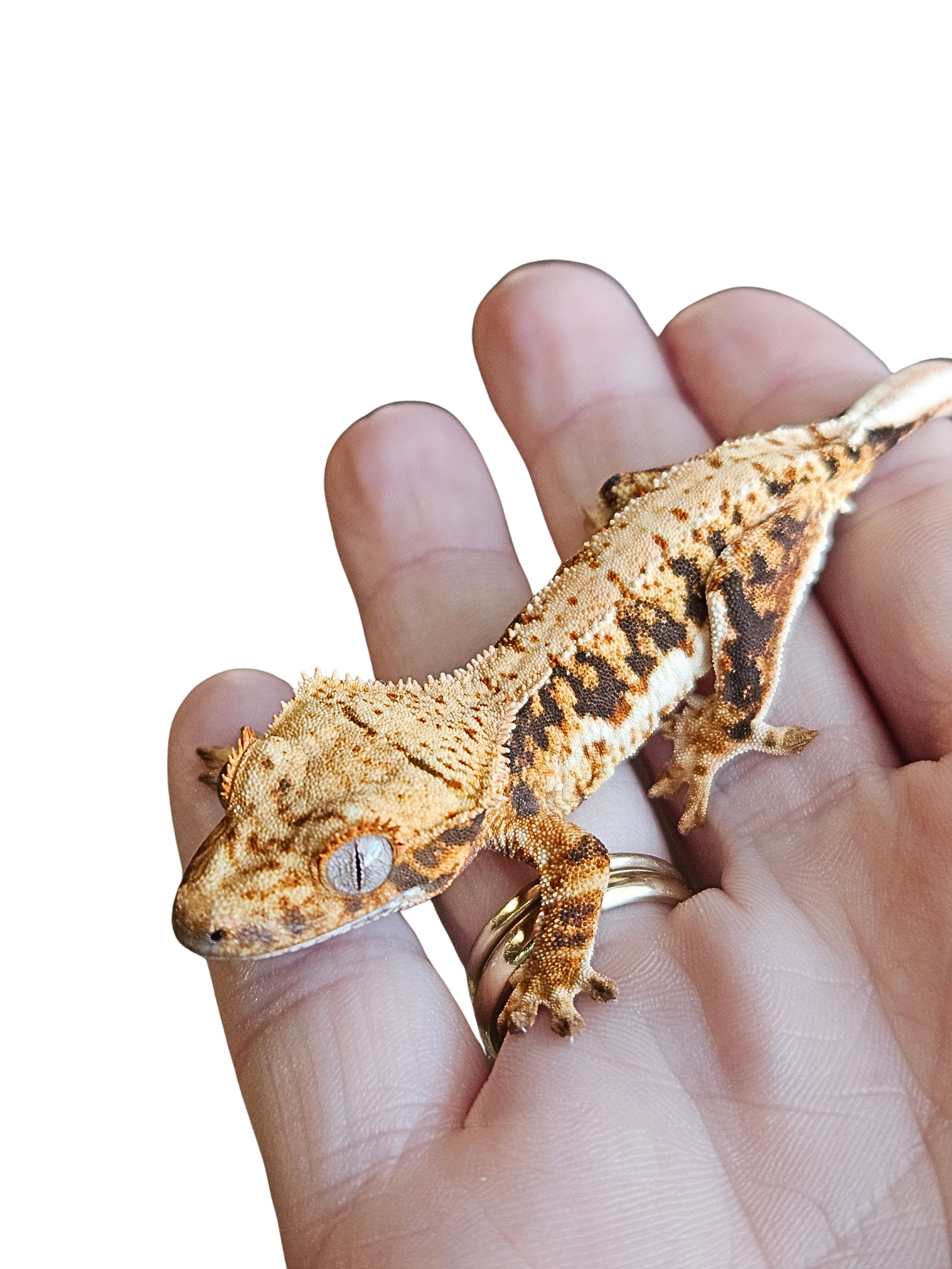 Beautiful YetiGex crested gecko