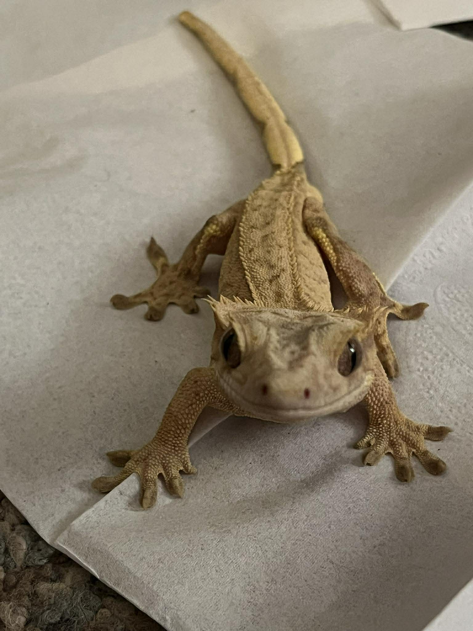 Crested gecko in a YetiGex customer home