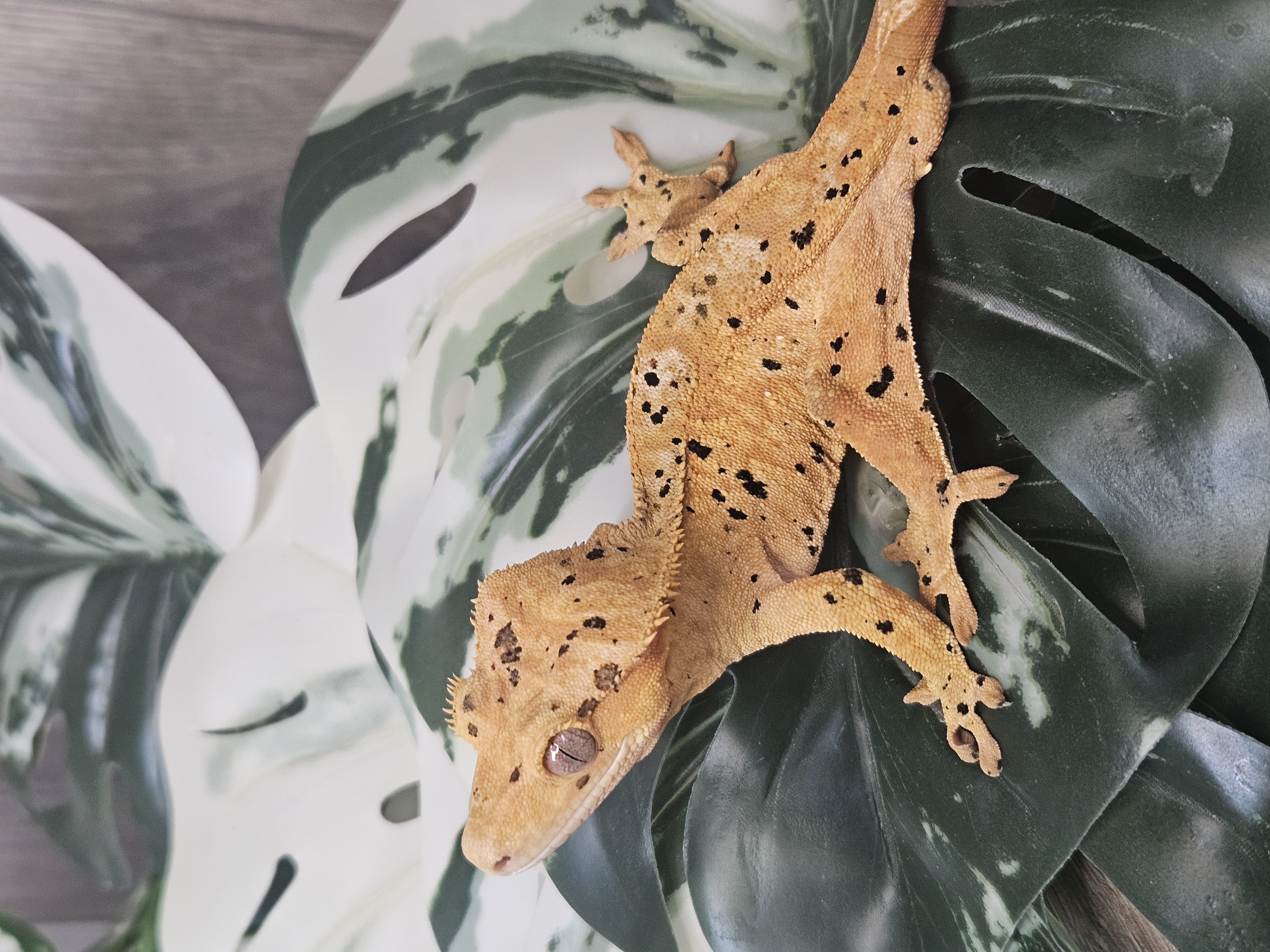 A crested gecko resting on a child's arm at home
