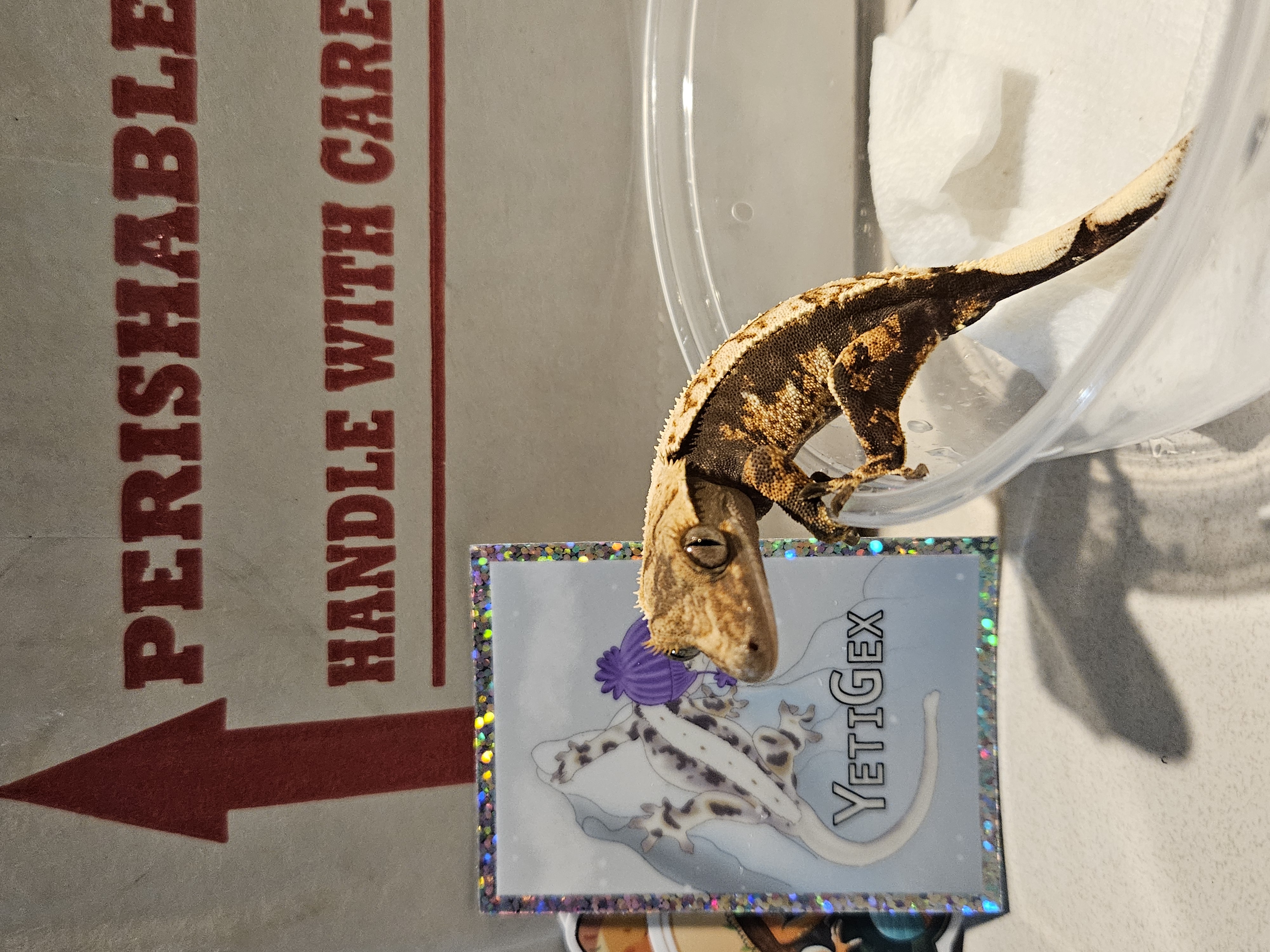 Crested gecko secured in a reptile deli cup beside a YetiGex live animal shipping box