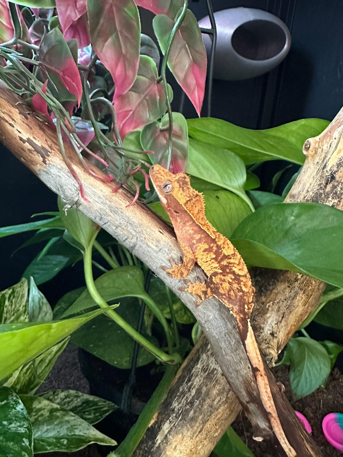 A crested gecko looking toward the camera