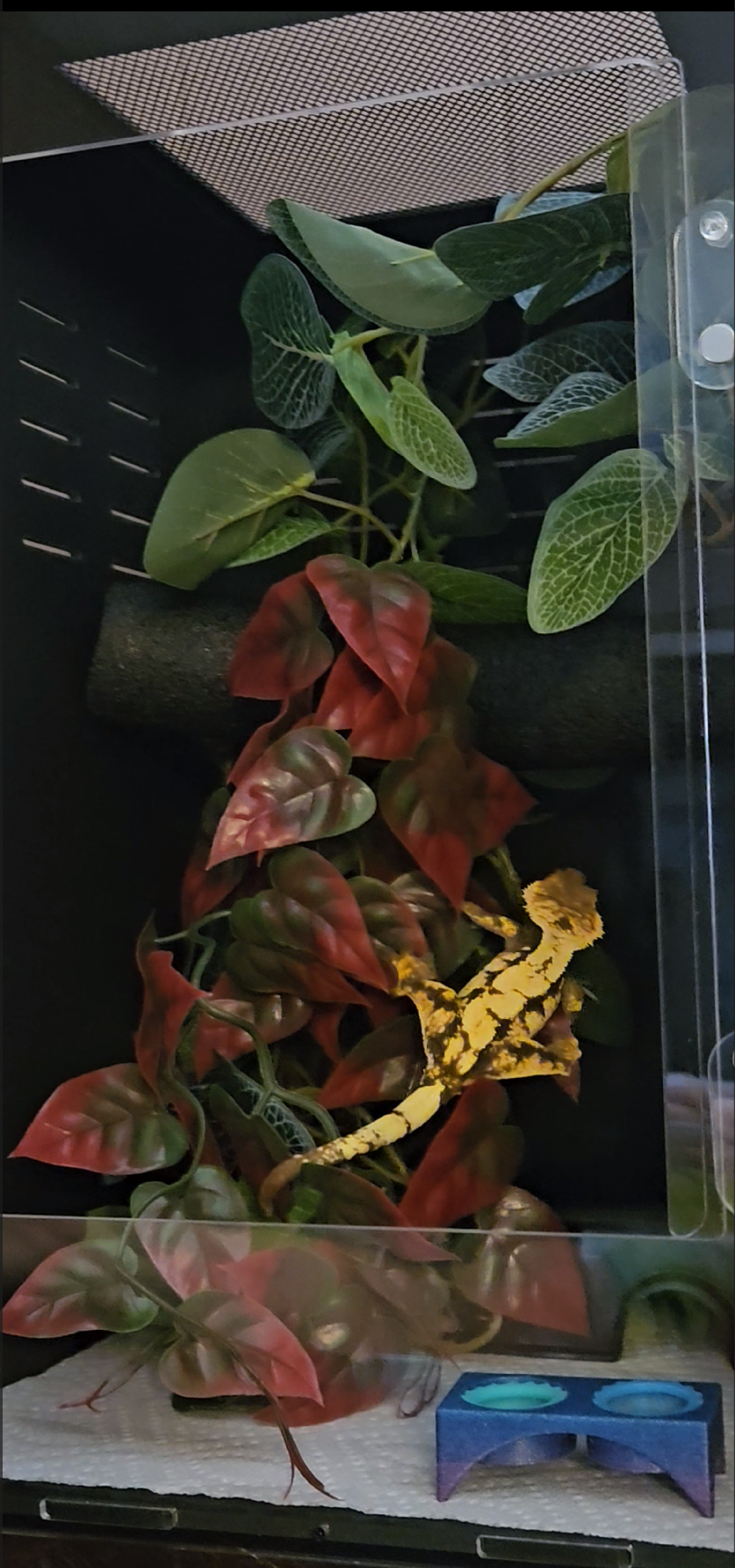 A YetiGex starter setup