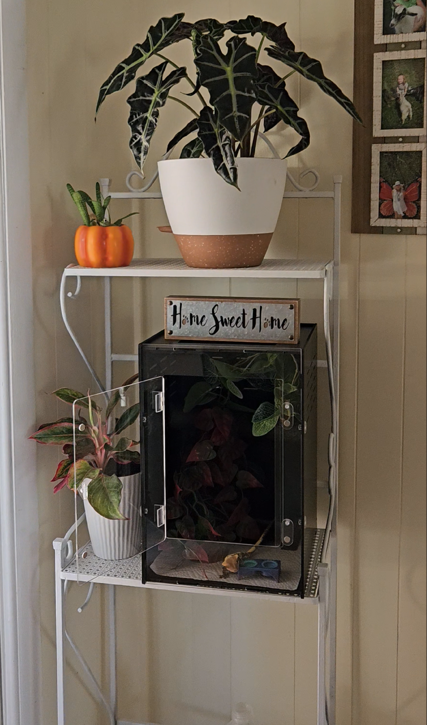 A crested gecko enclosure set up on a simple shelf