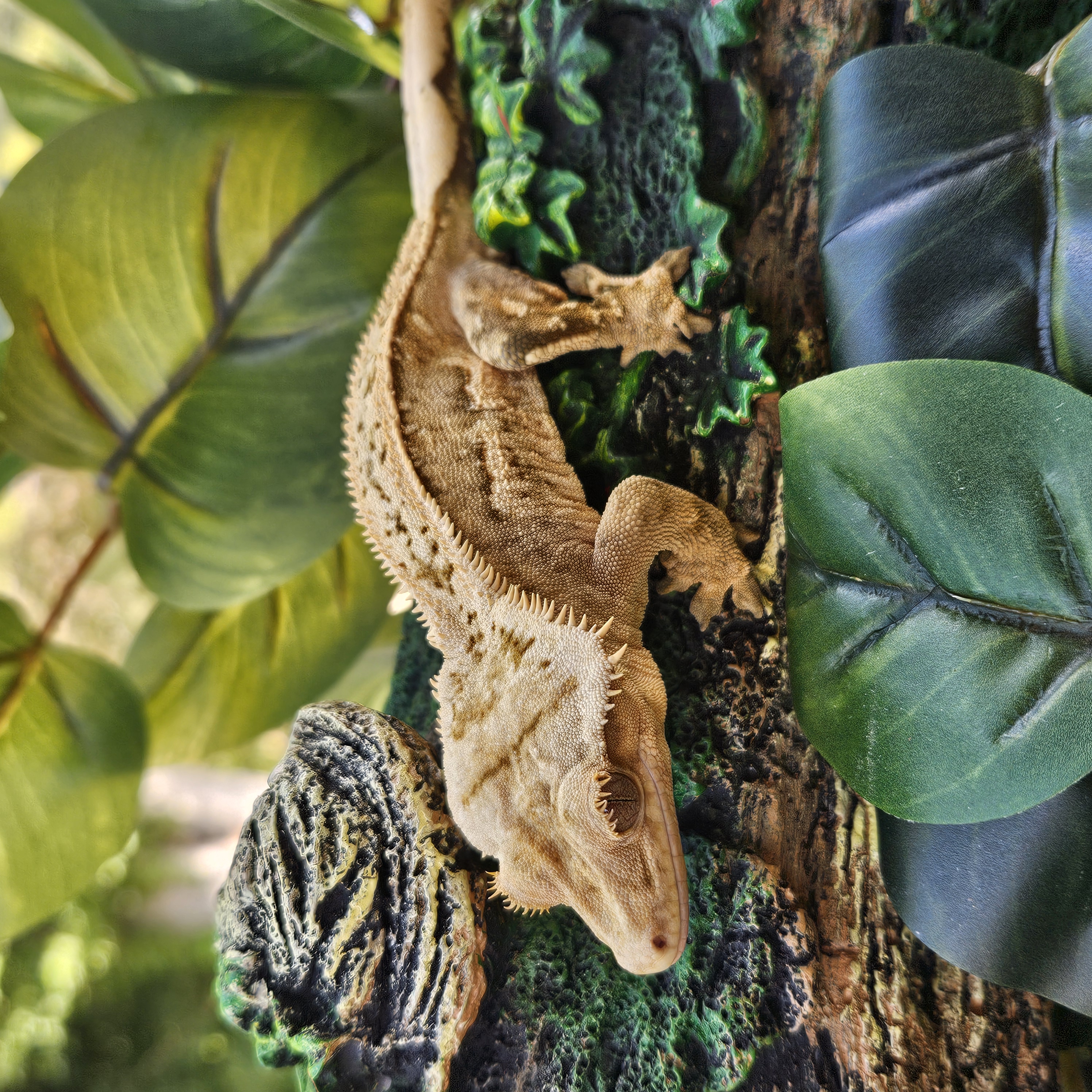 Crested gecko from YetiGex