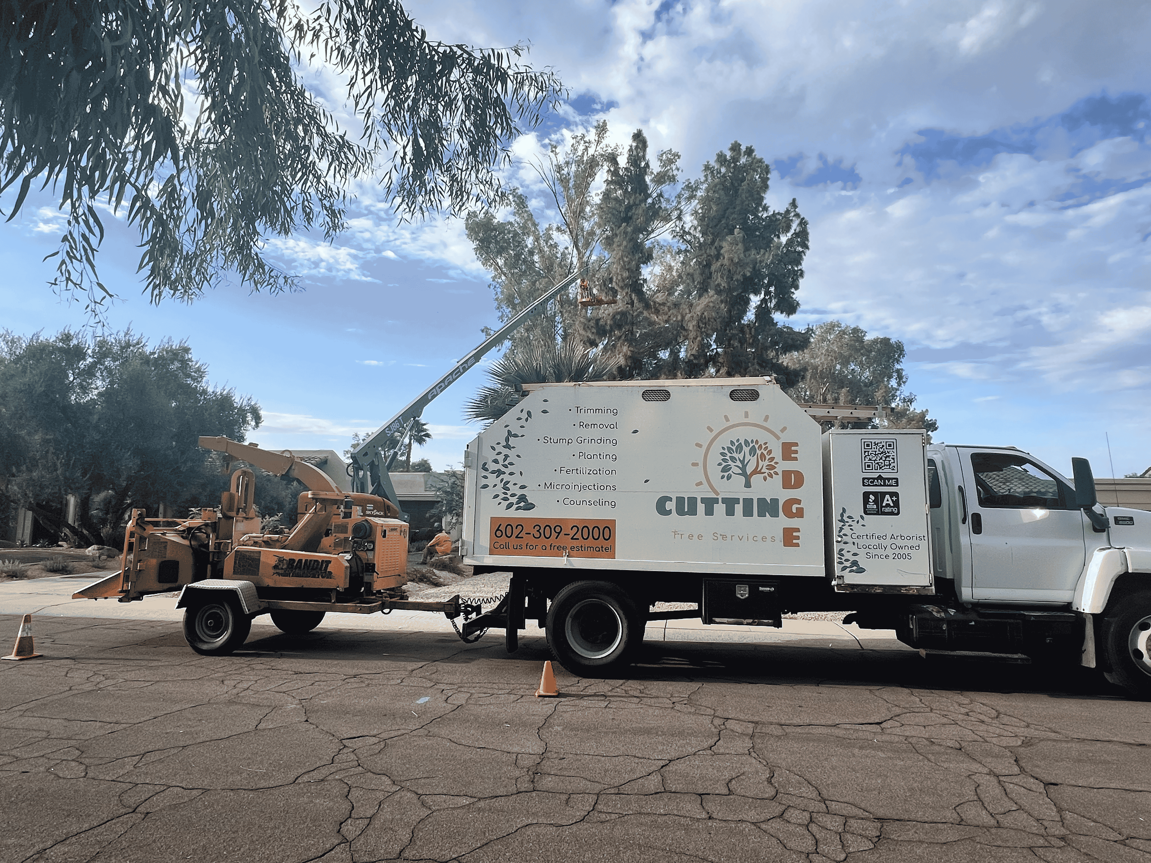 Tree removal crew in action