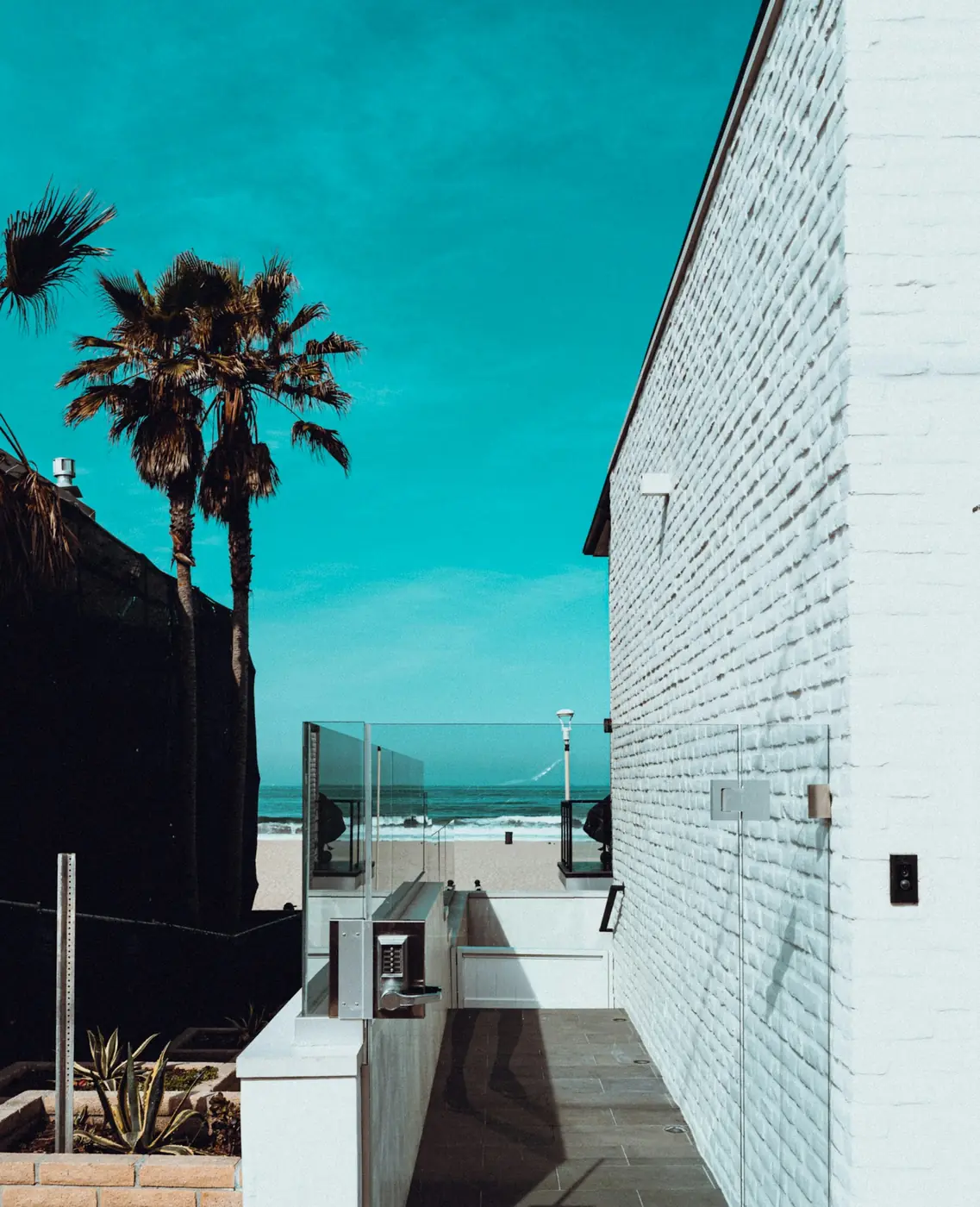 A palm rising beside a white Los Angeles residential facade.