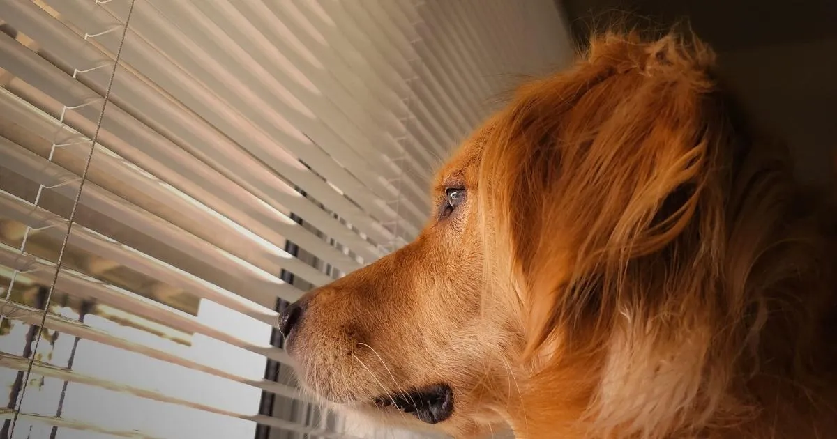 Parents with Sensitive or Anxious Pets